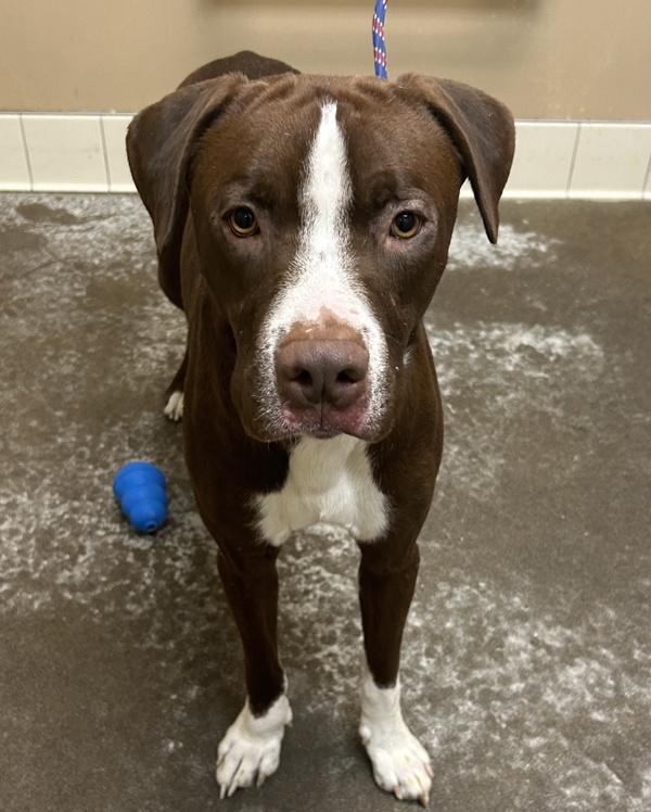 Enlarge Cliff, a Adoptable mixed breed in Spokane Valley, WA image 1/1