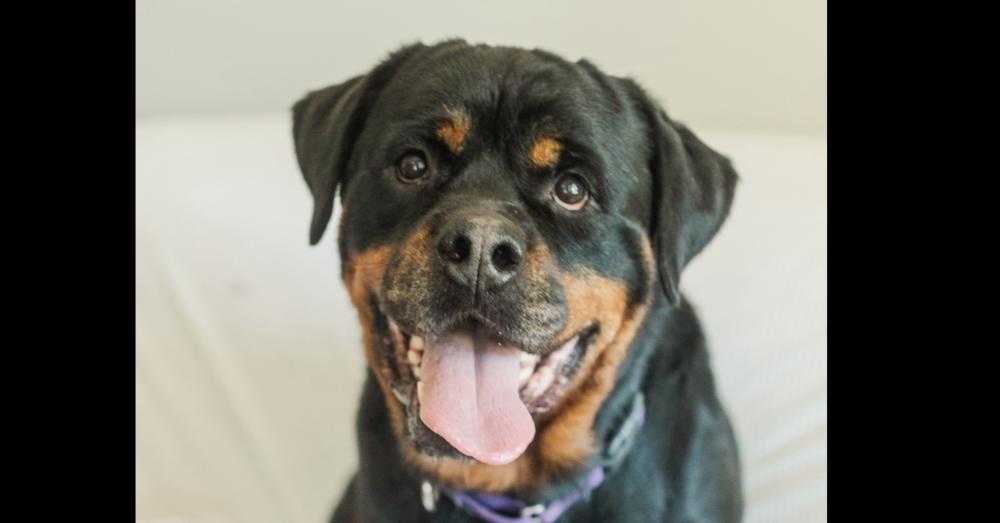 TORO, Adoptable, Adult Male Rottweiler.