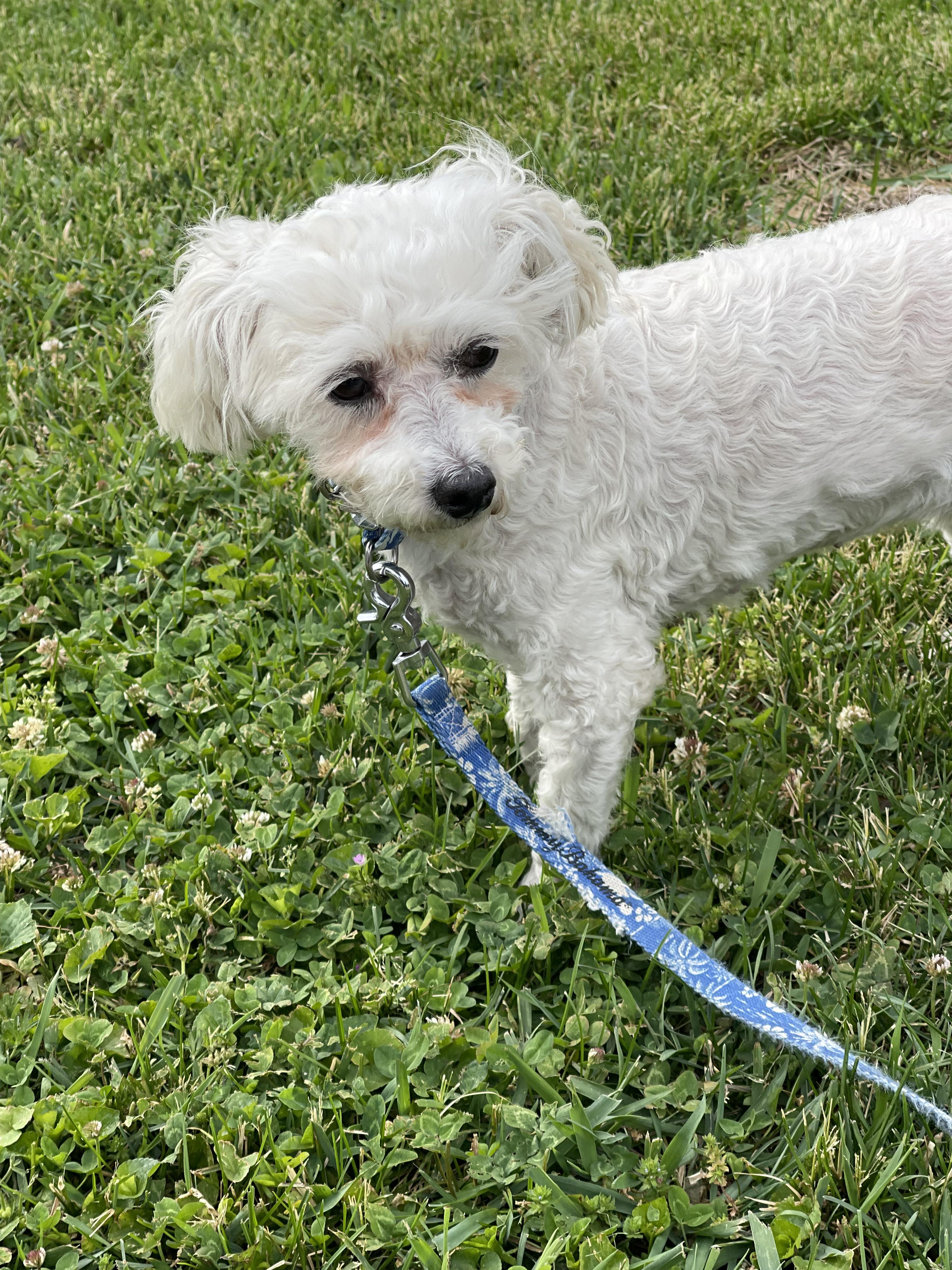Enlarge Hope , a ADOPTABLE Bichon Frise in Lexington, KY image 3/3