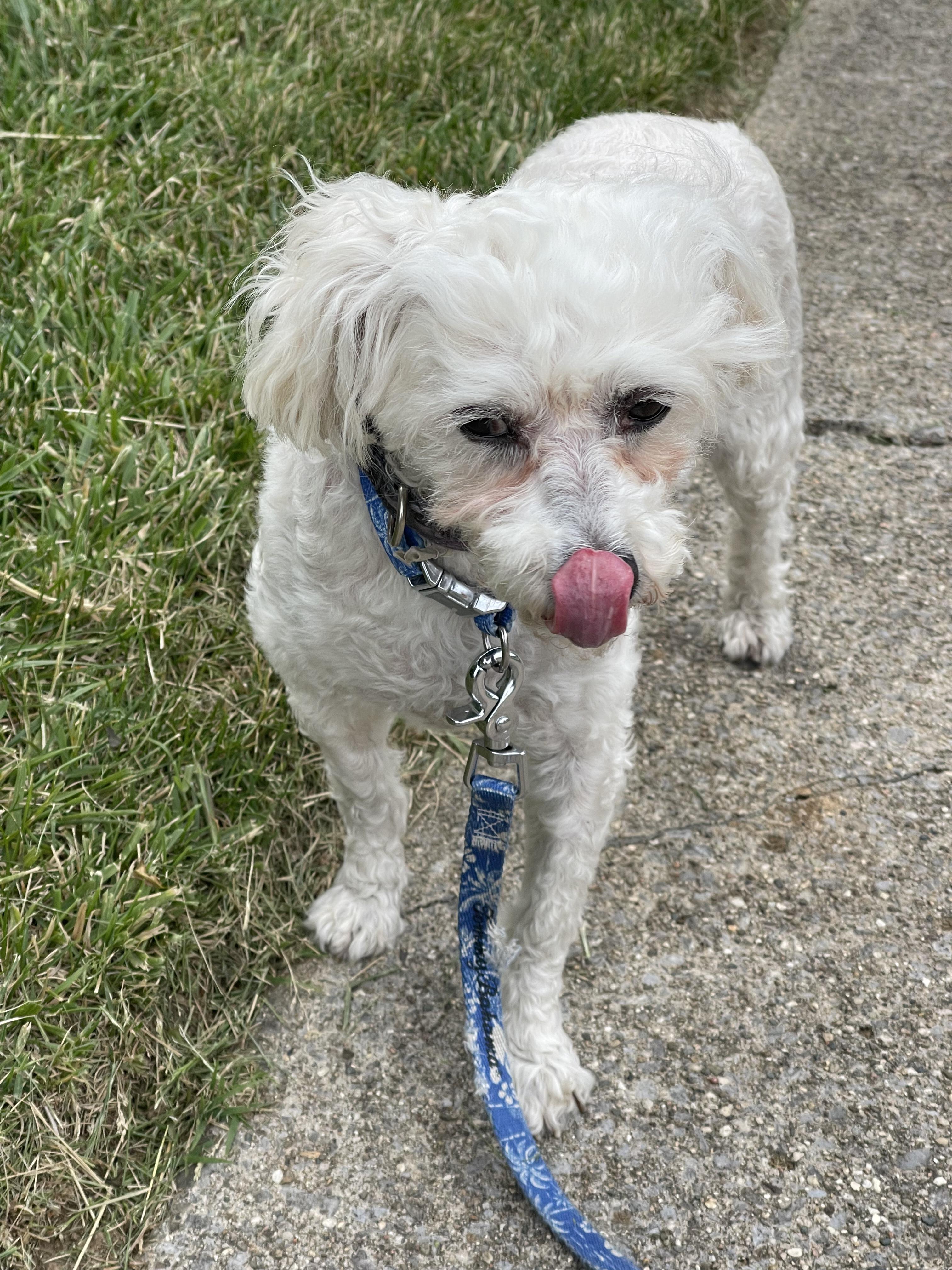 Enlarge Hope , a ADOPTABLE Bichon Frise in Lexington, KY image 2/3