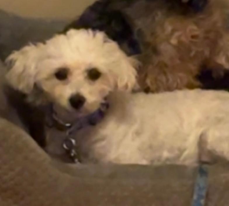 Enlarge Hope , a ADOPTABLE Bichon Frise in Lexington, KY image 3/5