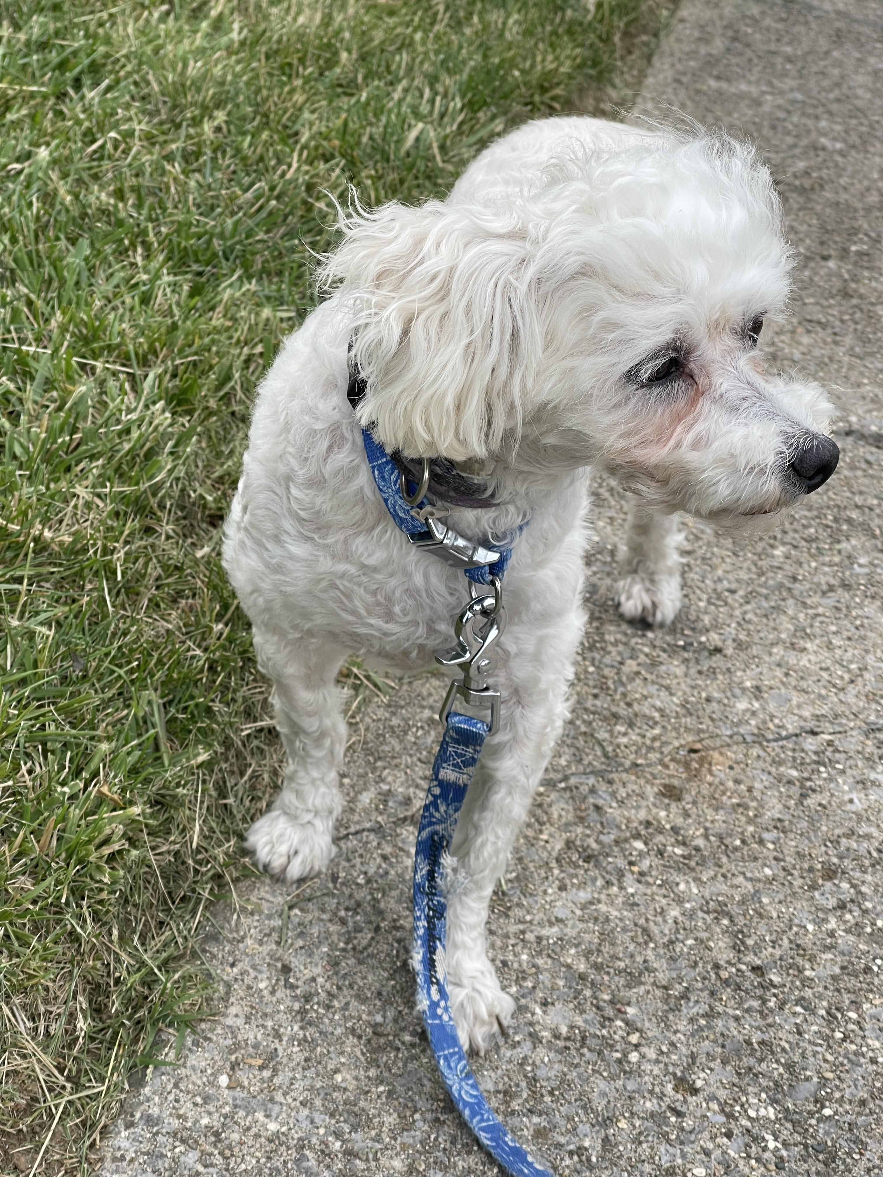 Hope , ADOPTABLE, Adult Female Bichon Frise.