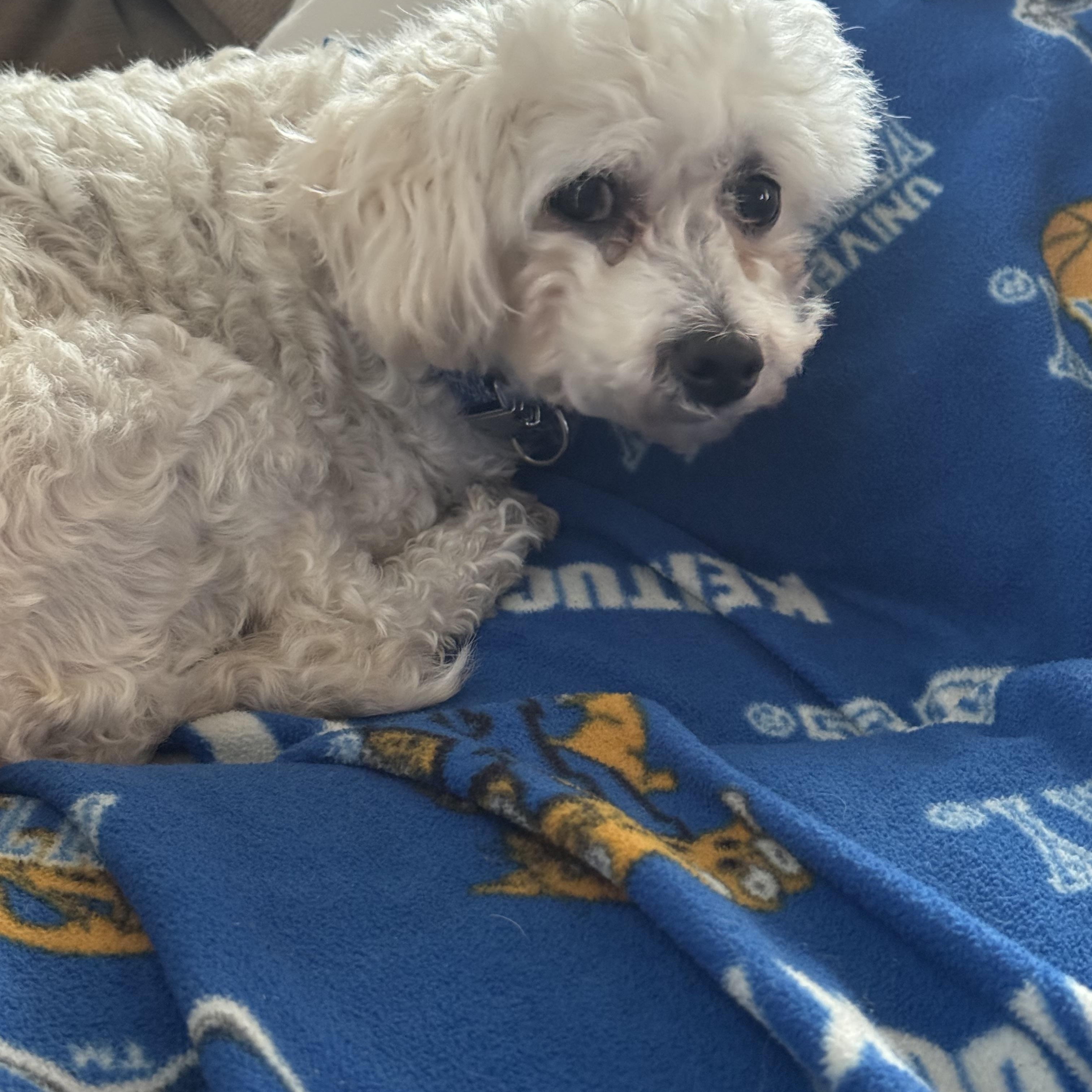Hope , ADOPTABLE, Adult Female Bichon Frise.