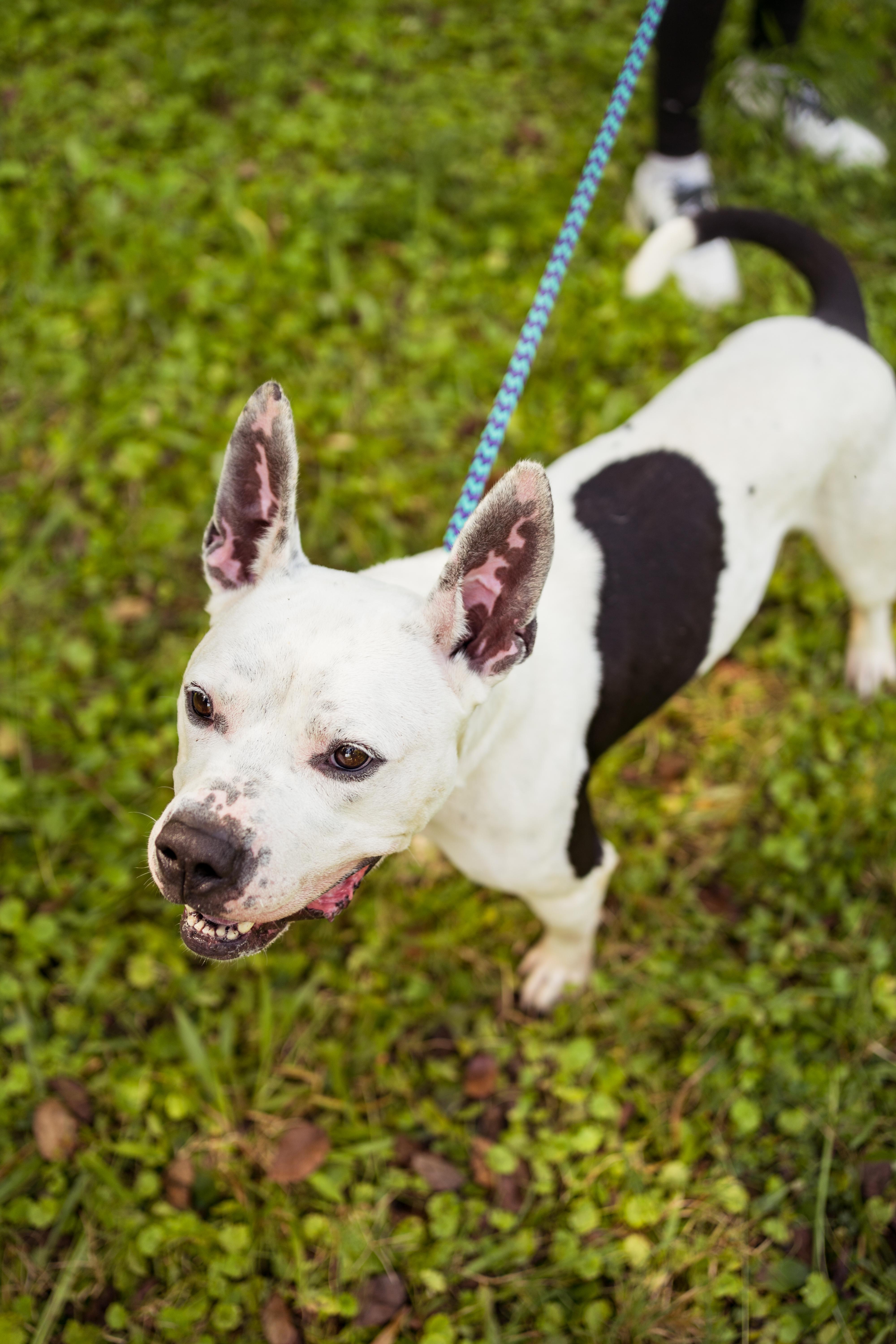 Oreo, a Adoptable mixed breed in Petersburg, VA image 6/6