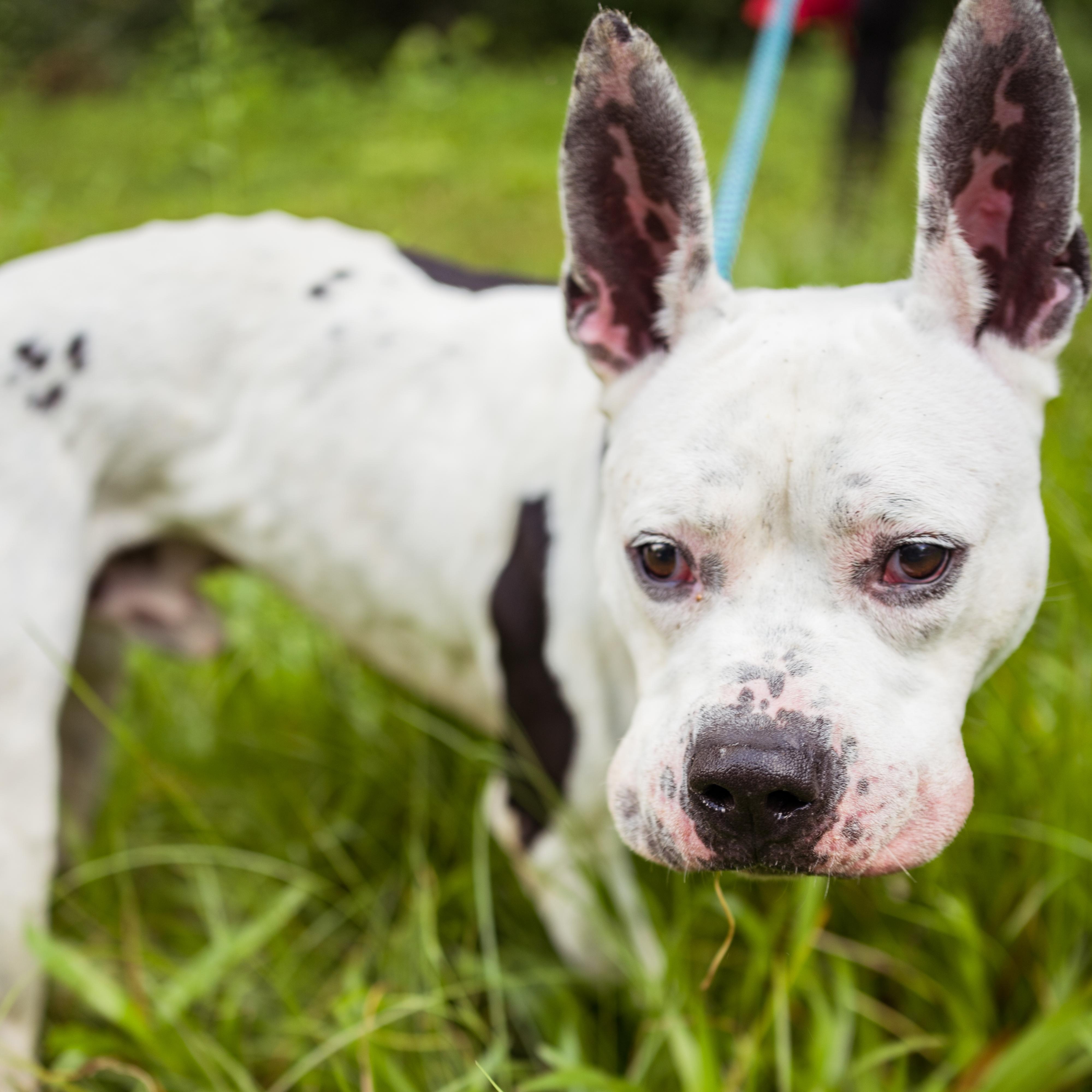 Oreo, a Adoptable mixed breed in Petersburg, VA image 2/6