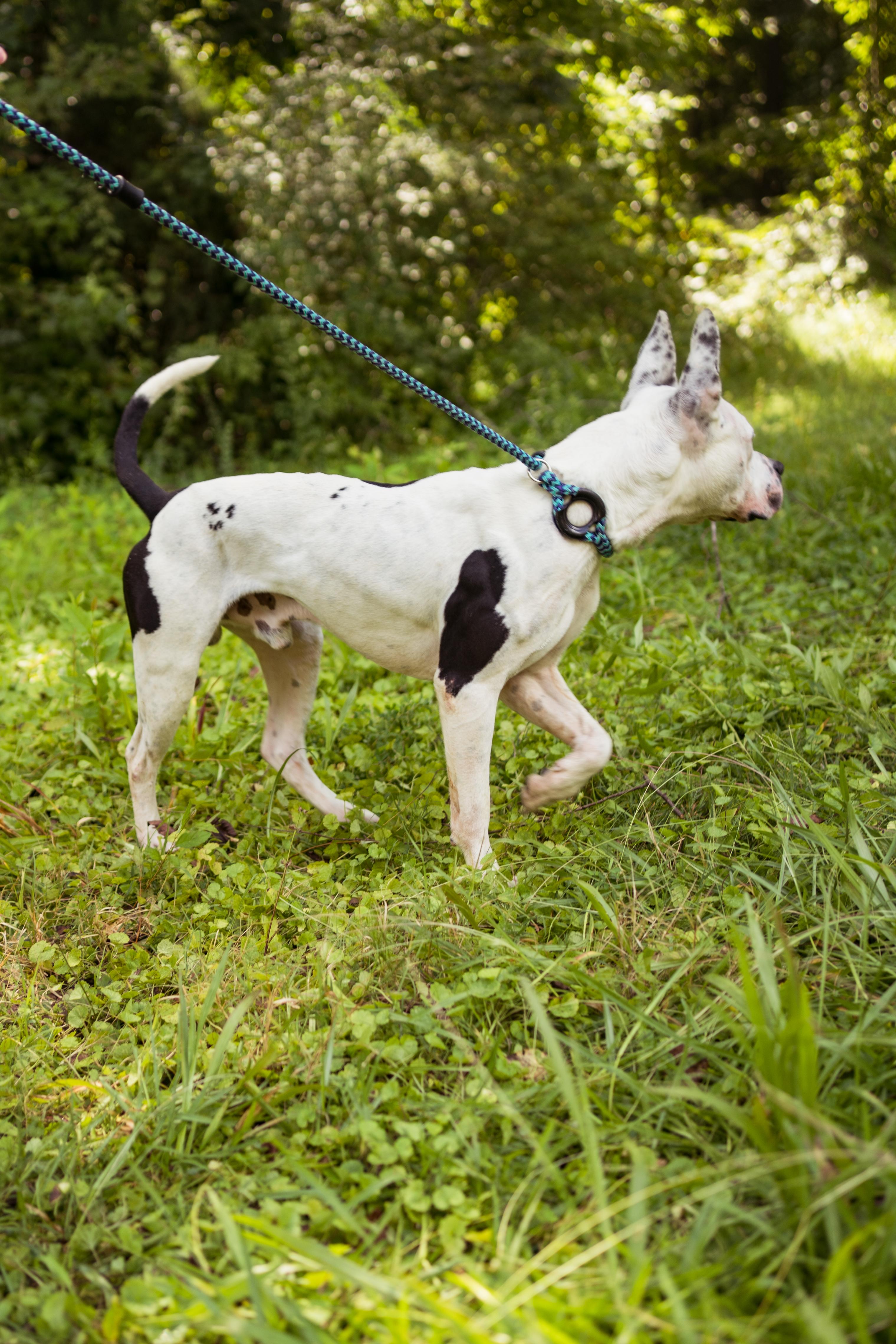Oreo, a Adoptable mixed breed in Petersburg, VA image 4/6