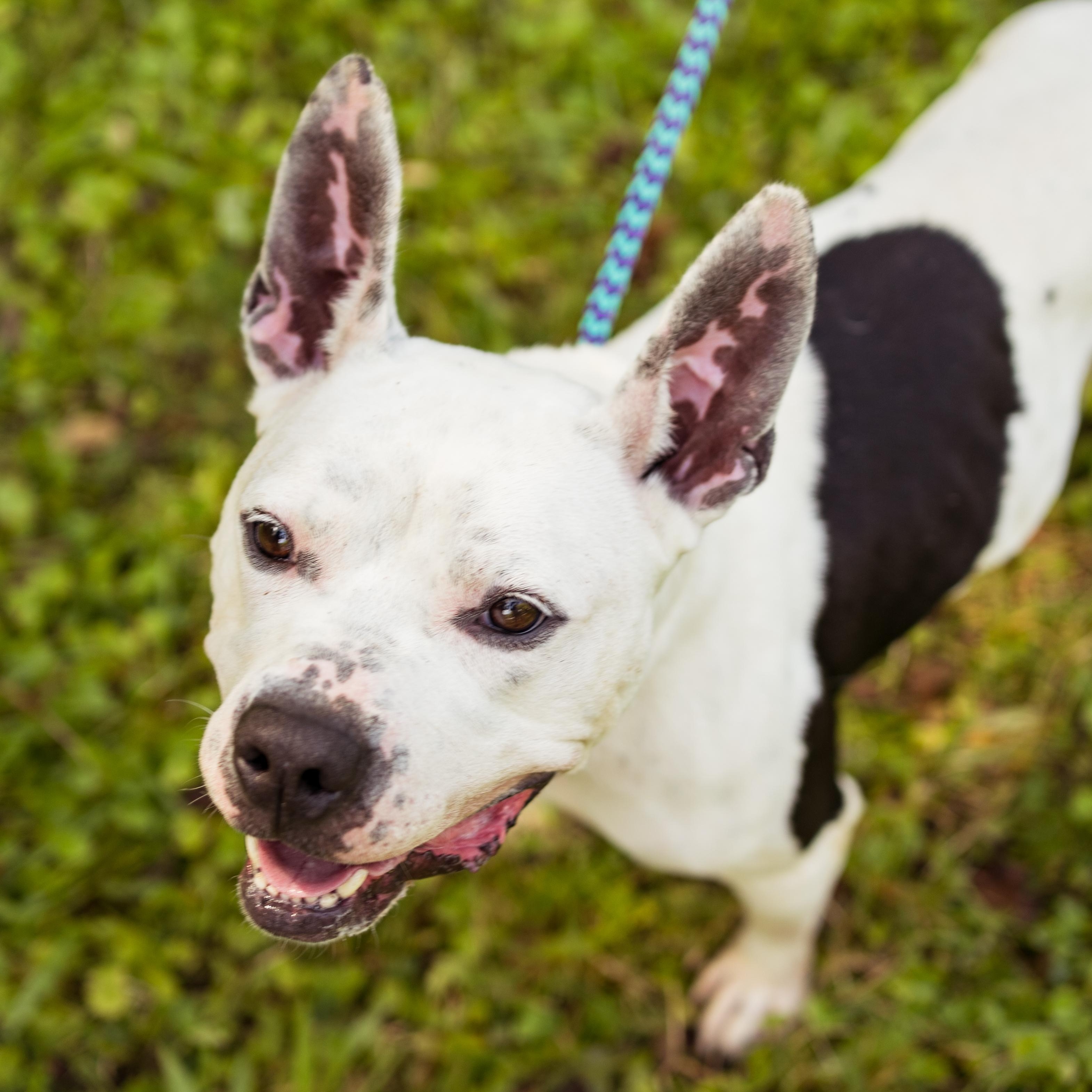 Oreo, Adoptable, Young Male Mixed Breed.