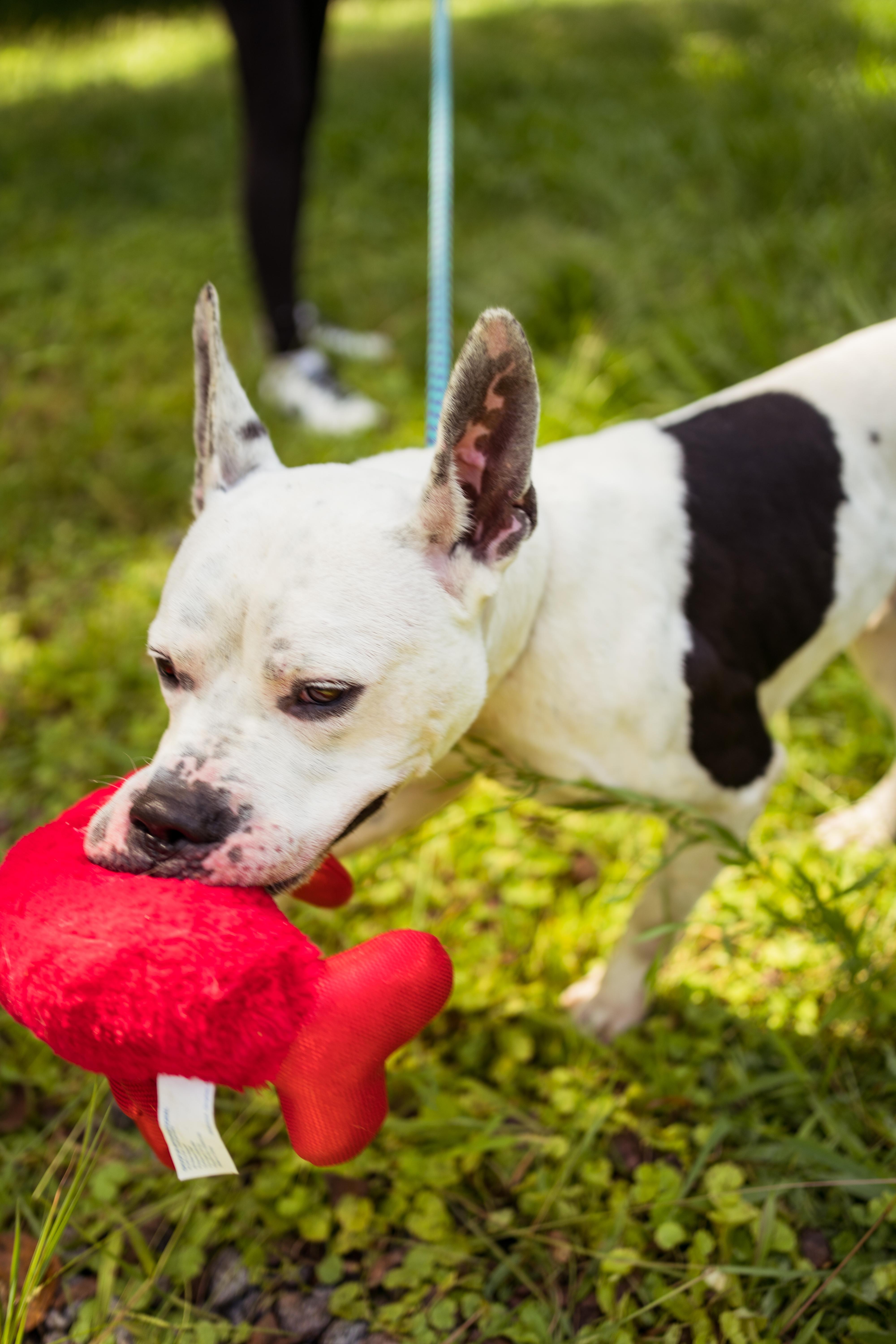 Oreo, a Adoptable mixed breed in Petersburg, VA image 5/6