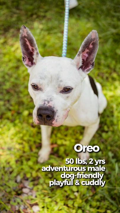 Enlarge Oreo, a Adoptable mixed breed in Petersburg, VA video 3/6