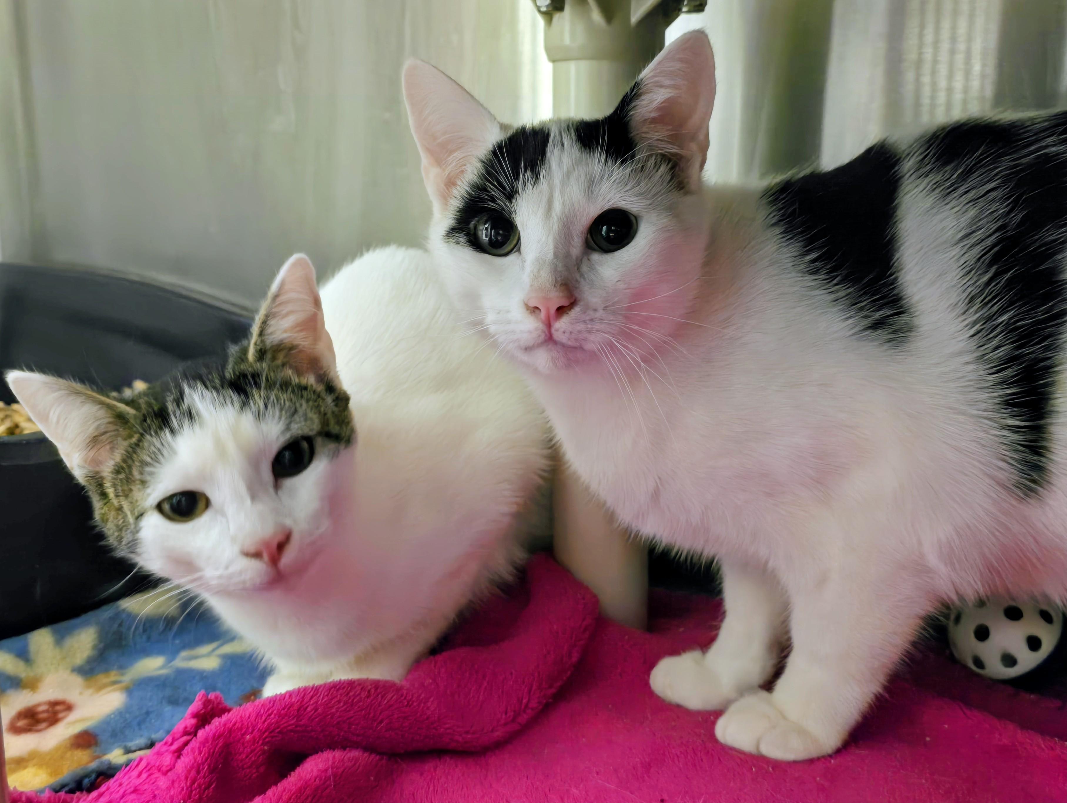 5-522 Tybalt & 5-523 Cressida