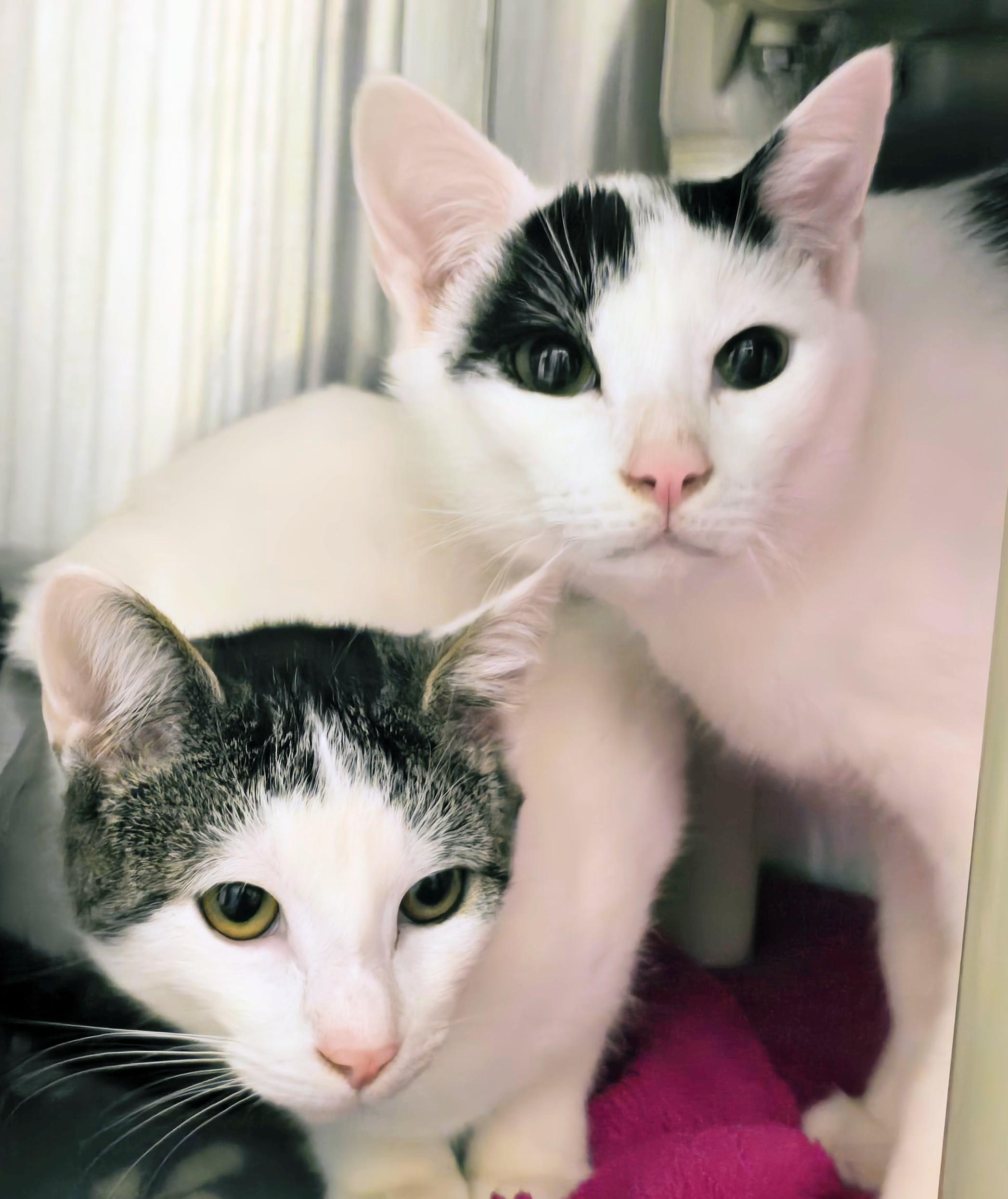 5-522 Tybalt & 5-523 Cressida