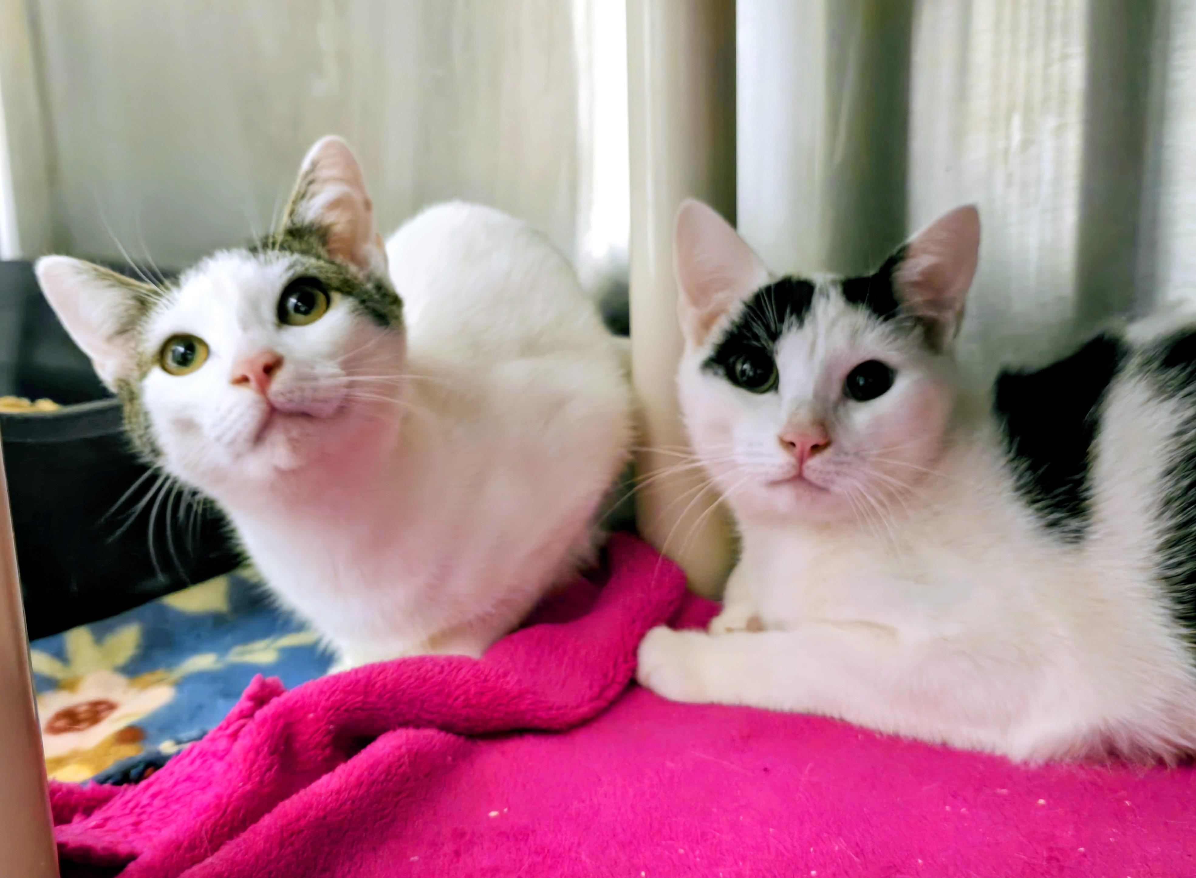 5-522 Tybalt & 5-523 Cressida