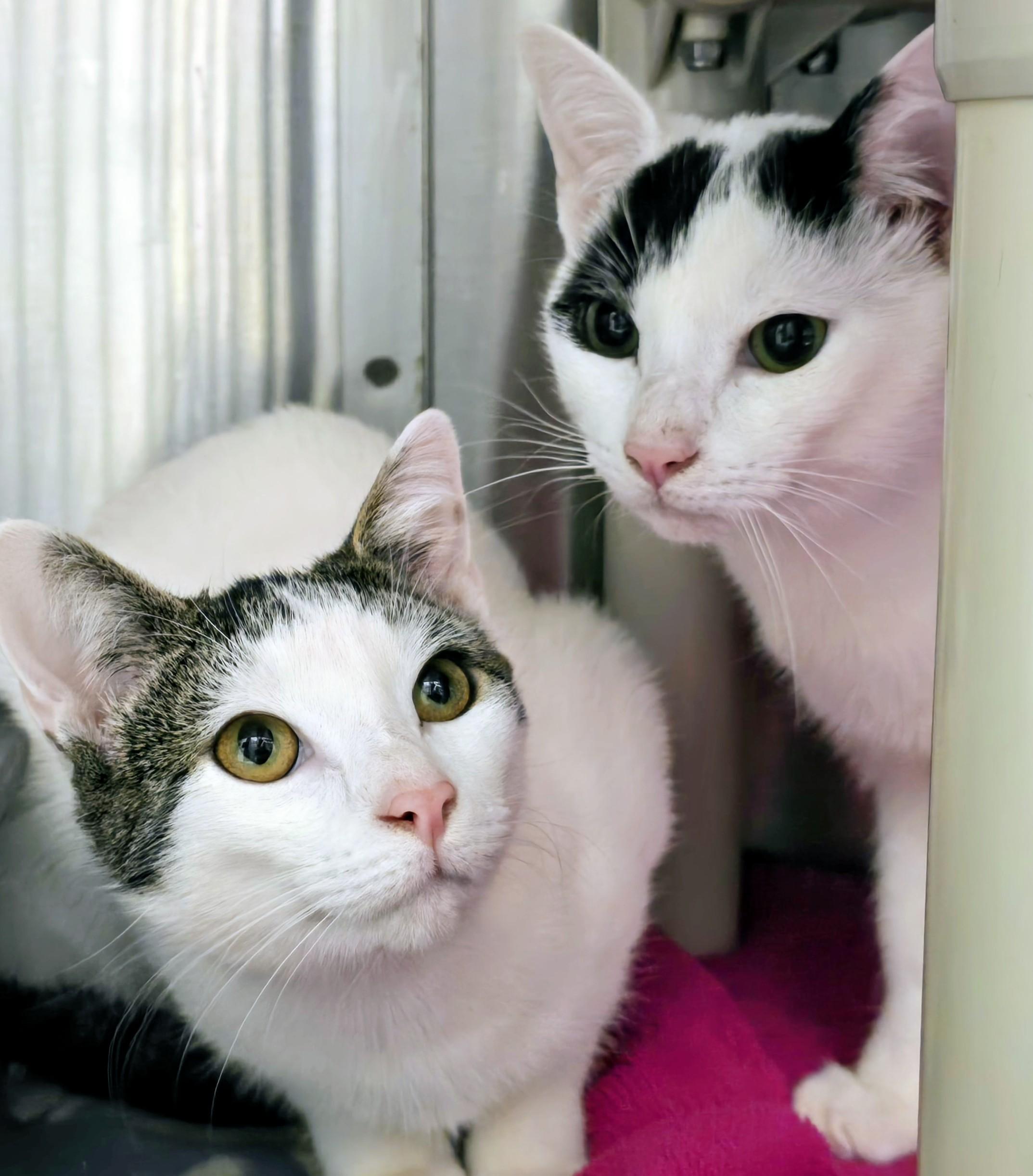 5-522 Tybalt & 5-523 Cressida