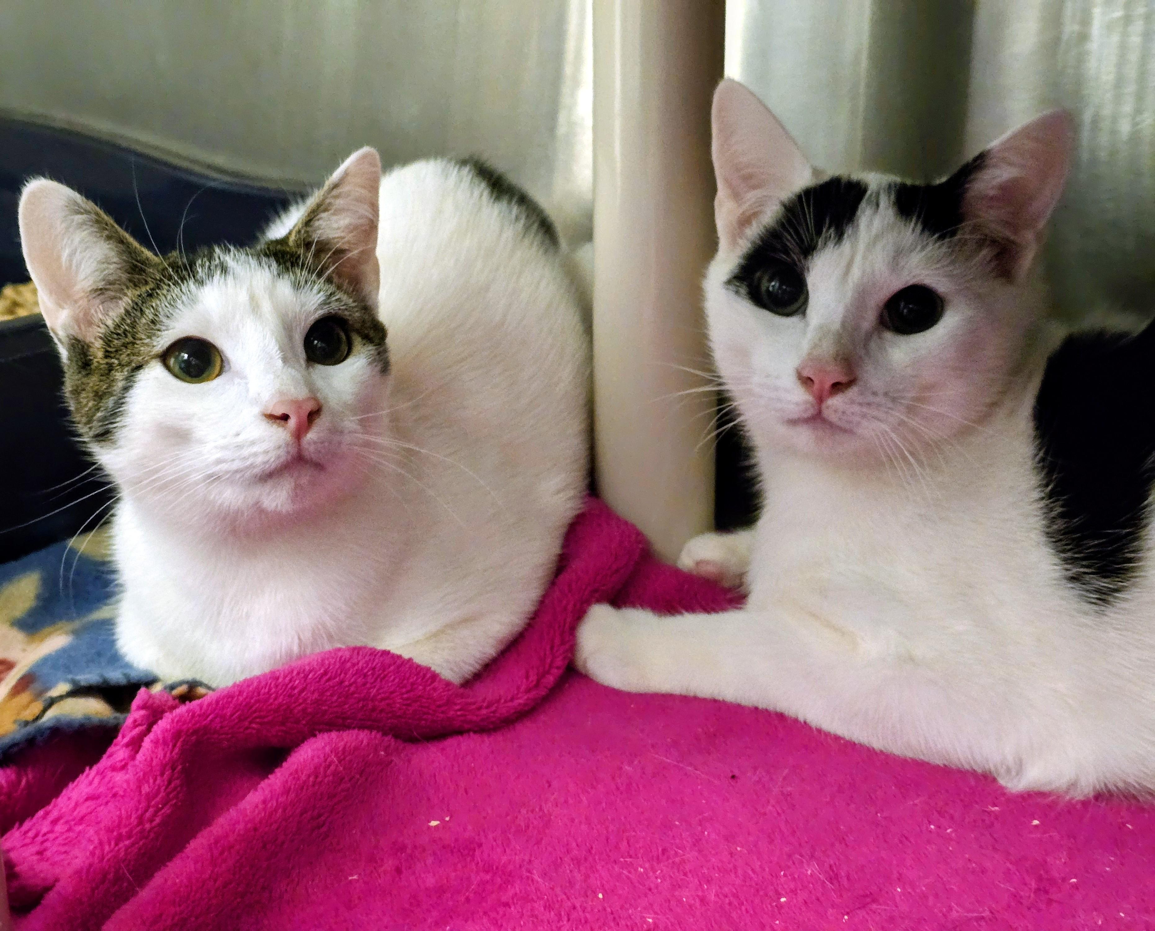 5-522 Tybalt & 5-523 Cressida