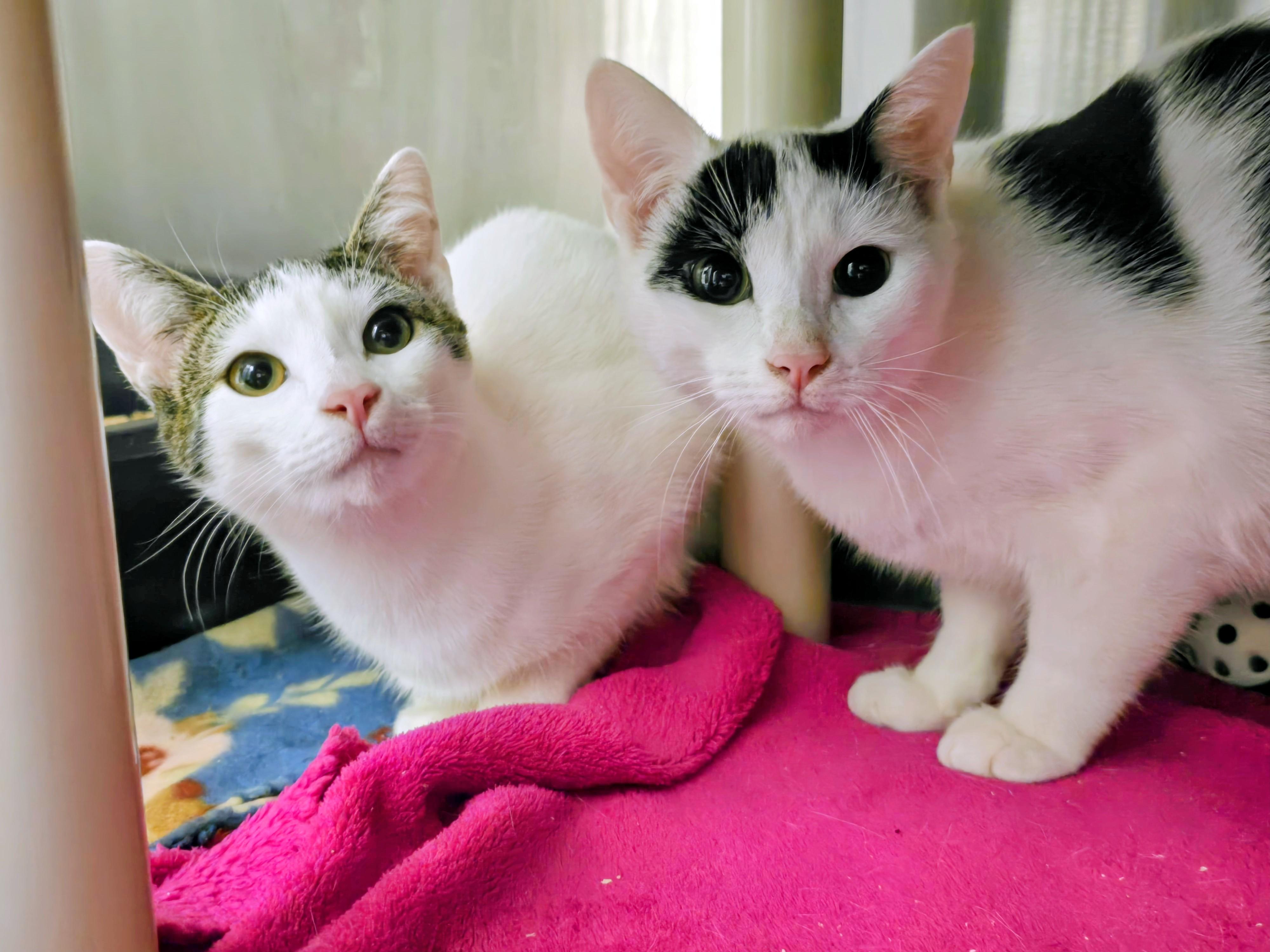 5-522 Tybalt & 5-523 Cressida