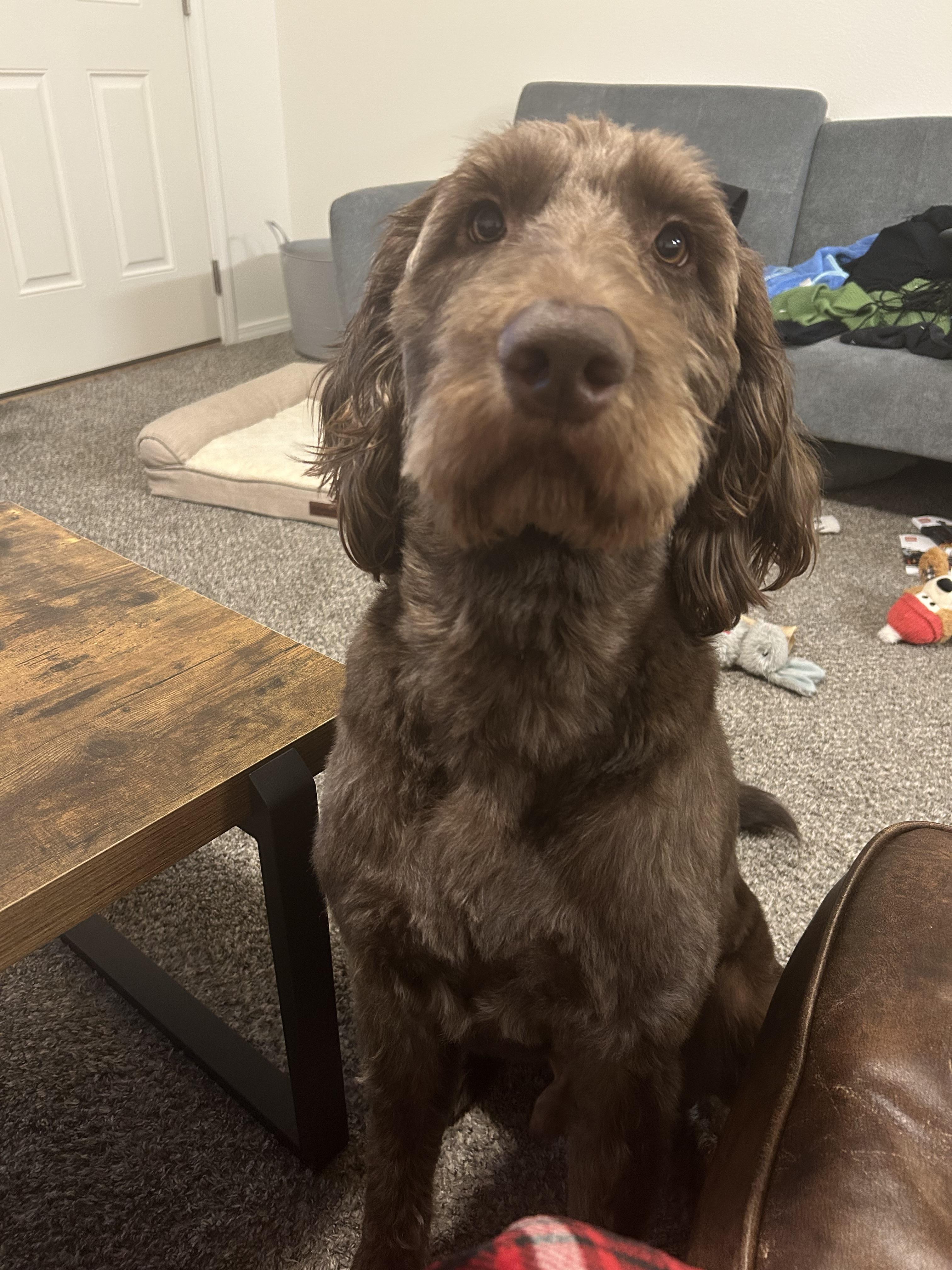 Bentley *COURTESY POST*, ADOPTABLE, Adult Male Labradoodle.
