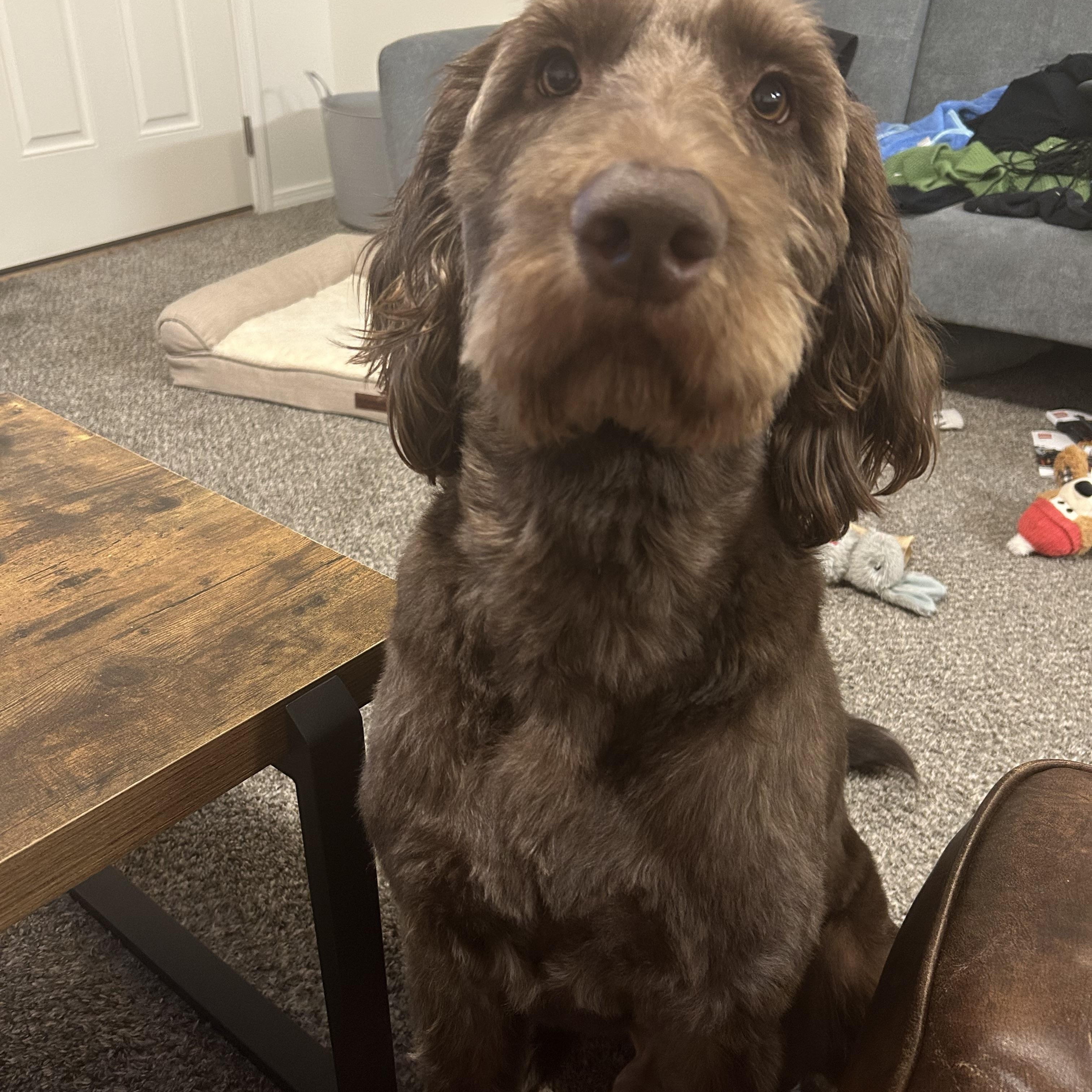 Enlarge Bentley *COURTESY POST*, a ADOPTABLE mixed breed in Lewiston, ID image 1/1