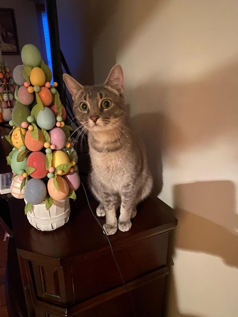 Bella, Adoptable, Adult Female Domestic Short Hair.