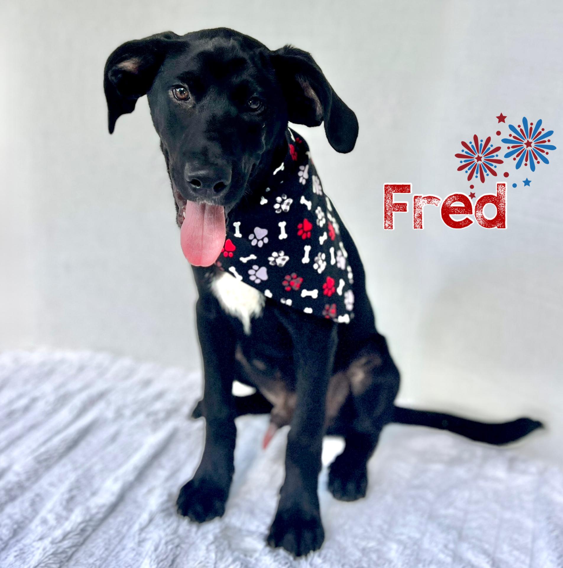 Fred, Baby Male Black Labrador Retriever