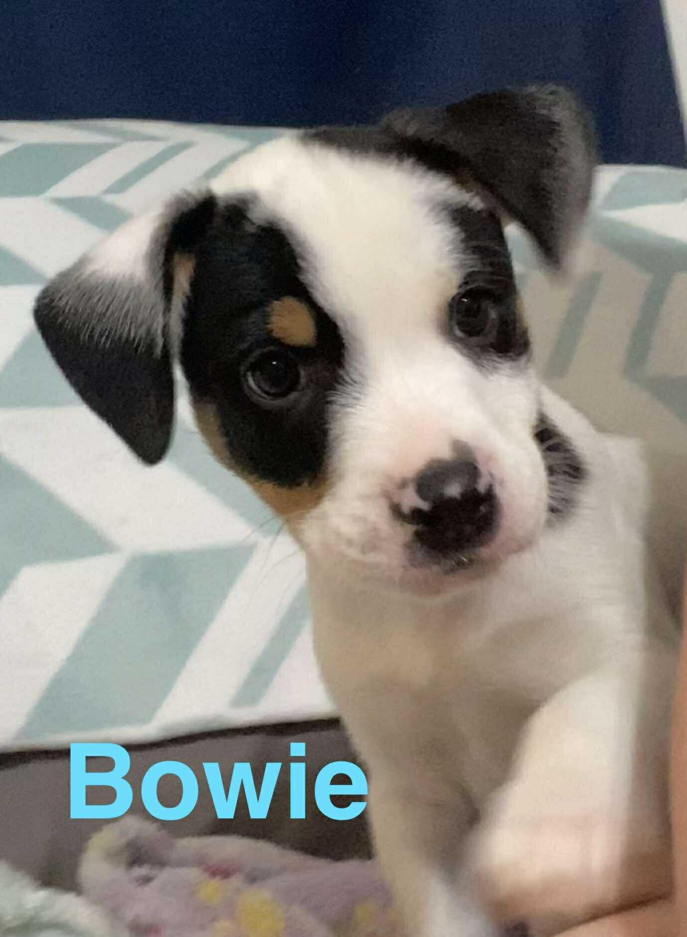 Bowie -Rockstar Litter