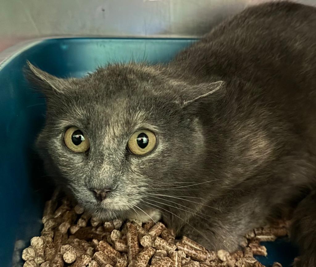 Tango, Adoptable, Young Female Domestic Short Hair.
