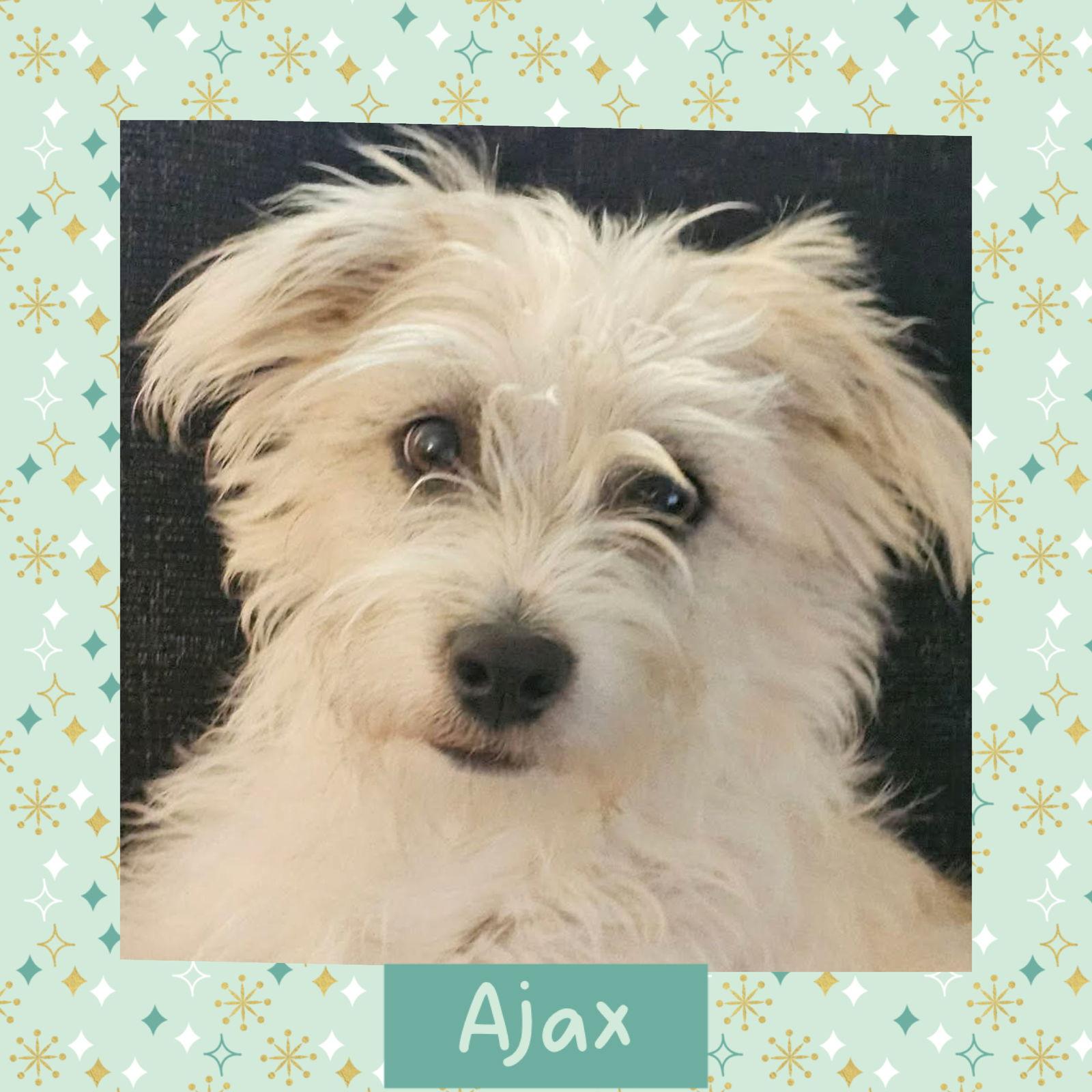 Enlarge Ajax, a Adoptable Terrier in Littleton, CO image 1/2