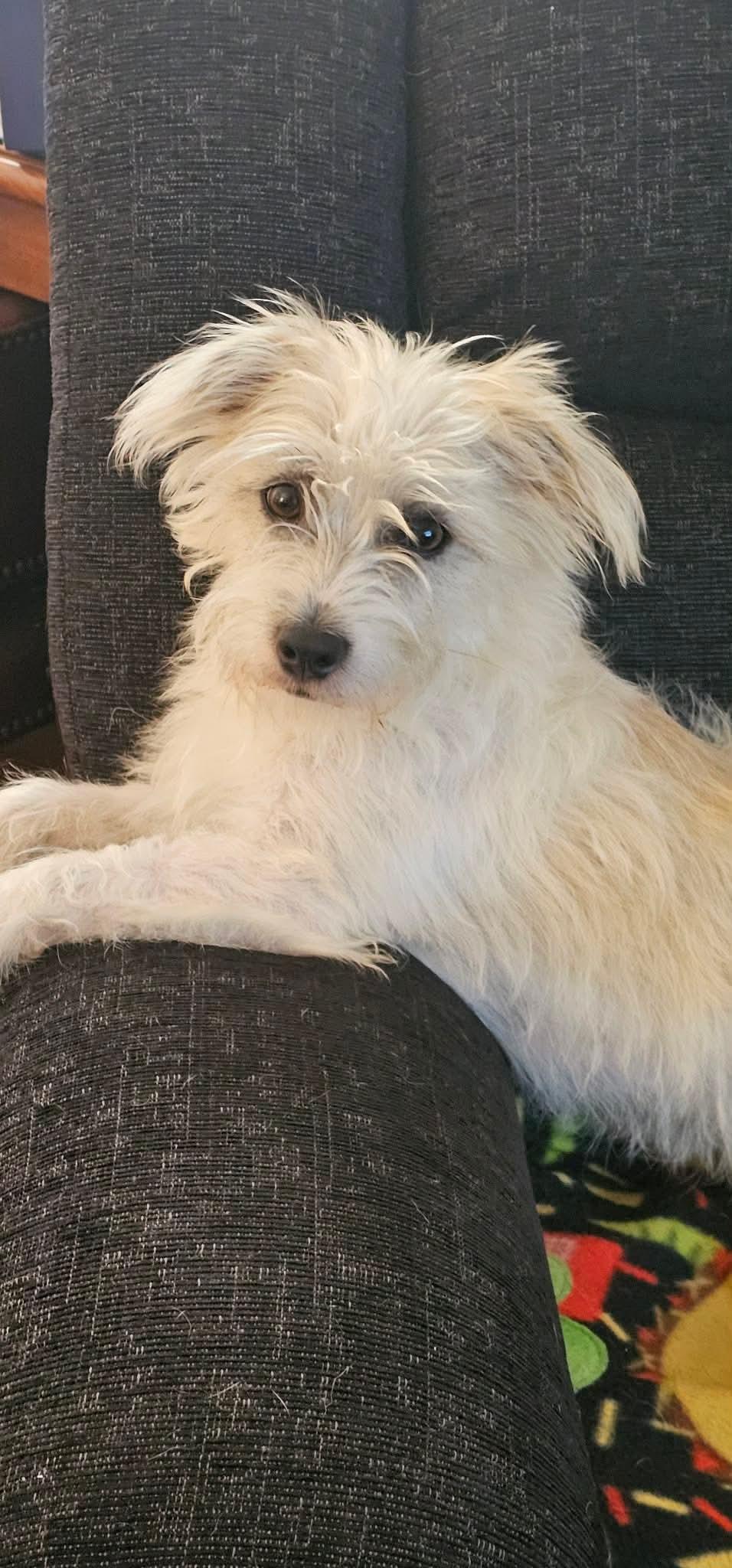 Enlarge Ajax, a Adoptable Terrier in Littleton, CO image 2/2