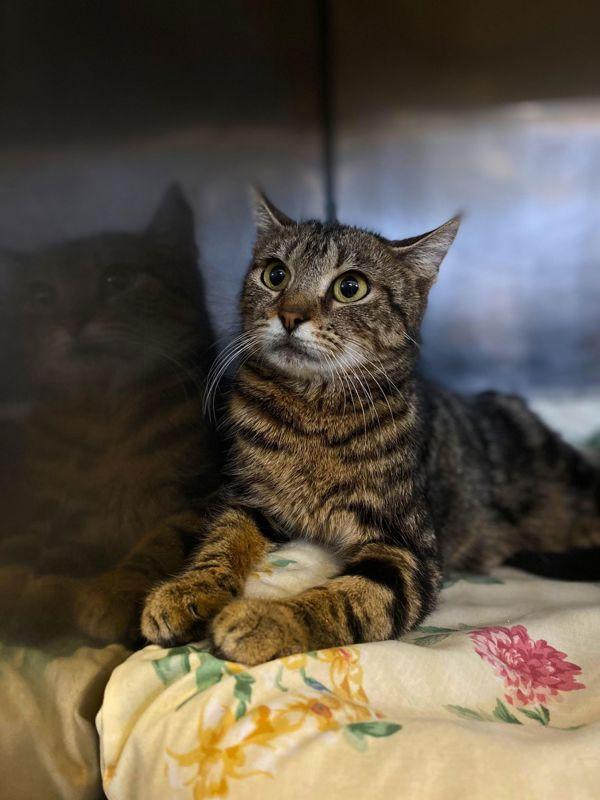 Enlarge Mouse, a Adoptable mixed breed in Indiana, PA image 1/6