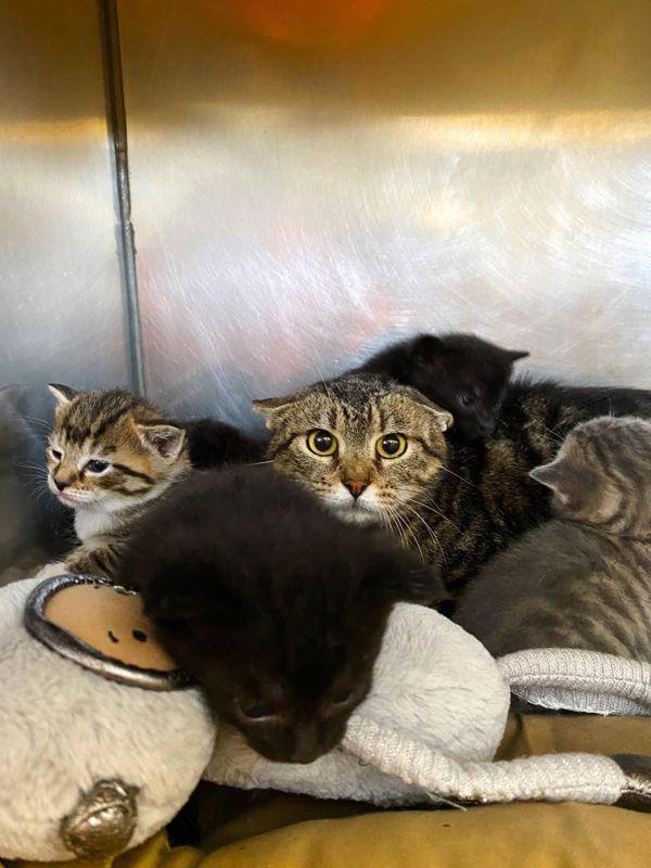 Mouse, Adoptable, Adult Female Domestic Short Hair.