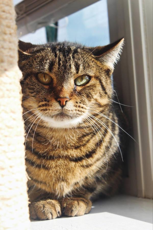 Enlarge Mouse, a Adoptable mixed breed in Indiana, PA image 3/5