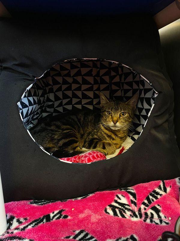 Enlarge Mouse, a Adoptable mixed breed in Indiana, PA image 5/5