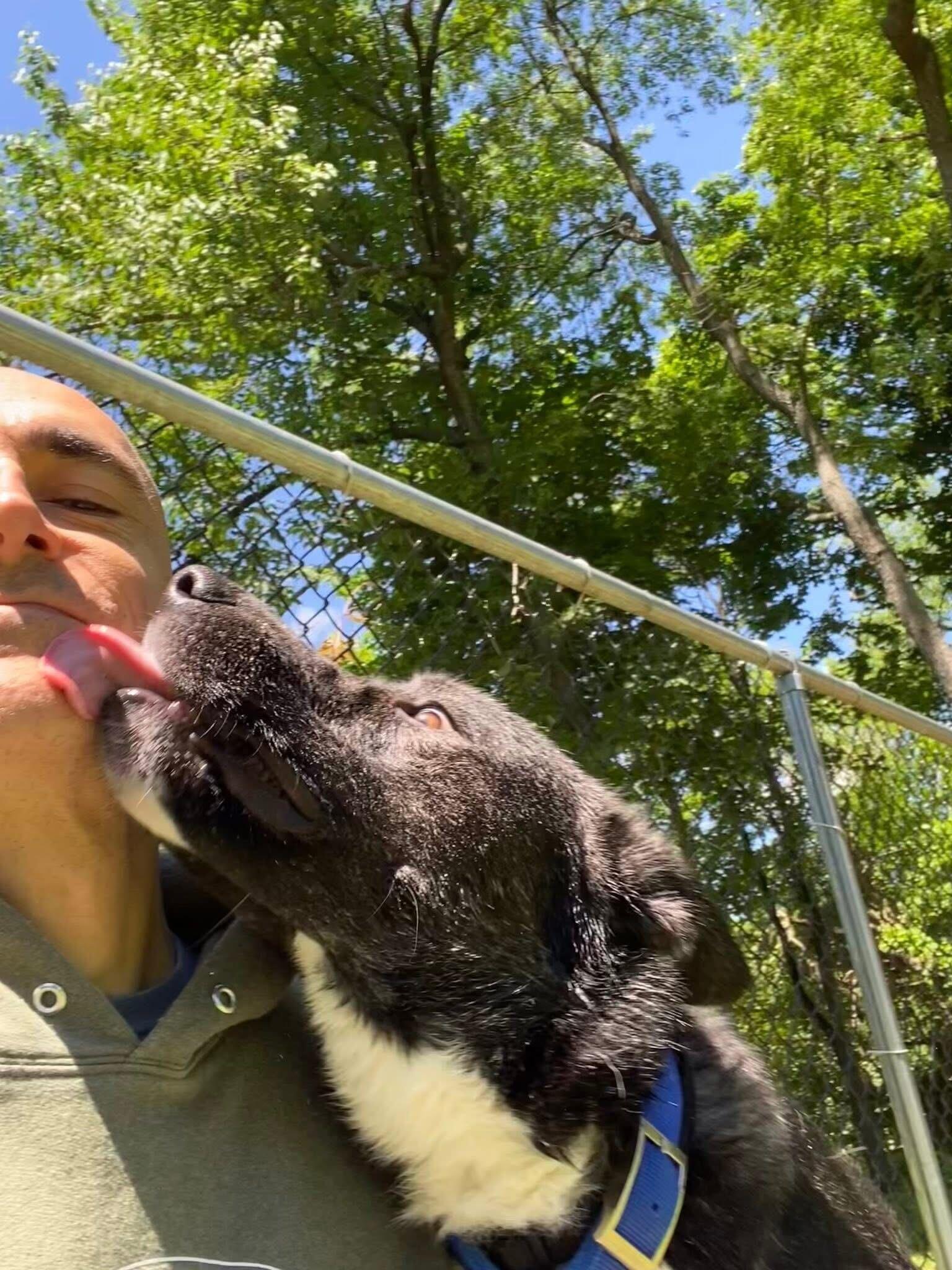 Scout, Adoptable, Young Male Mixed Breed.