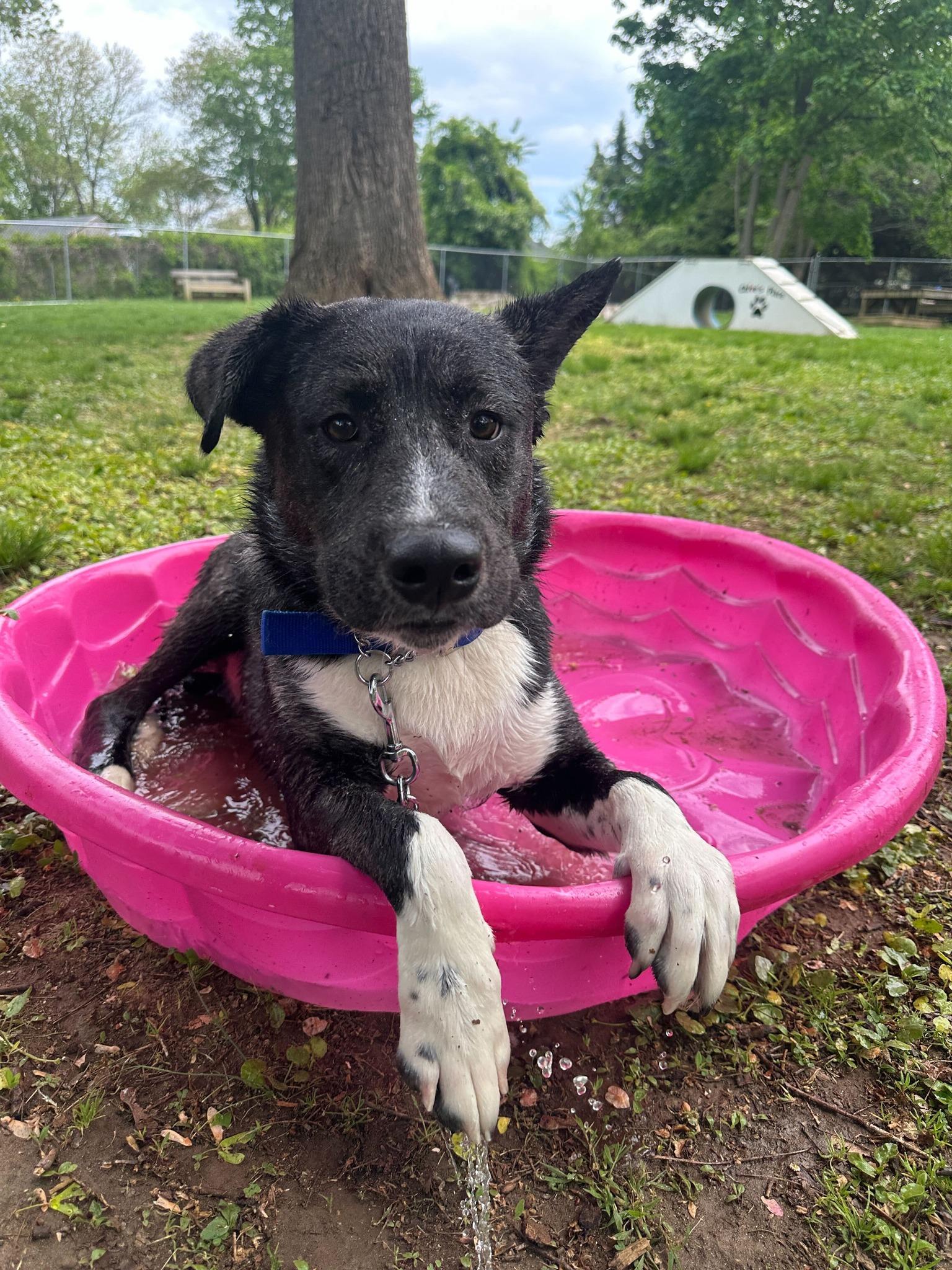 Scout, a Adoptable Mixed Breed in Media, PA image 1/4
