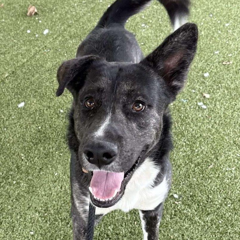 Scout, a Adoptable Mixed Breed in Media, PA image 2/4