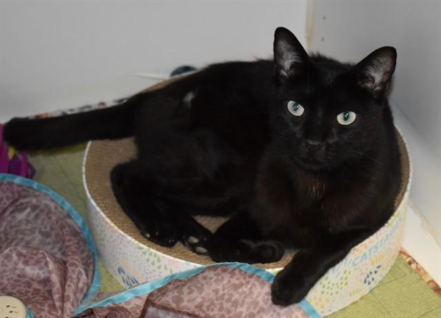 JEREMY, Adoptable, Young Male Domestic Short Hair.