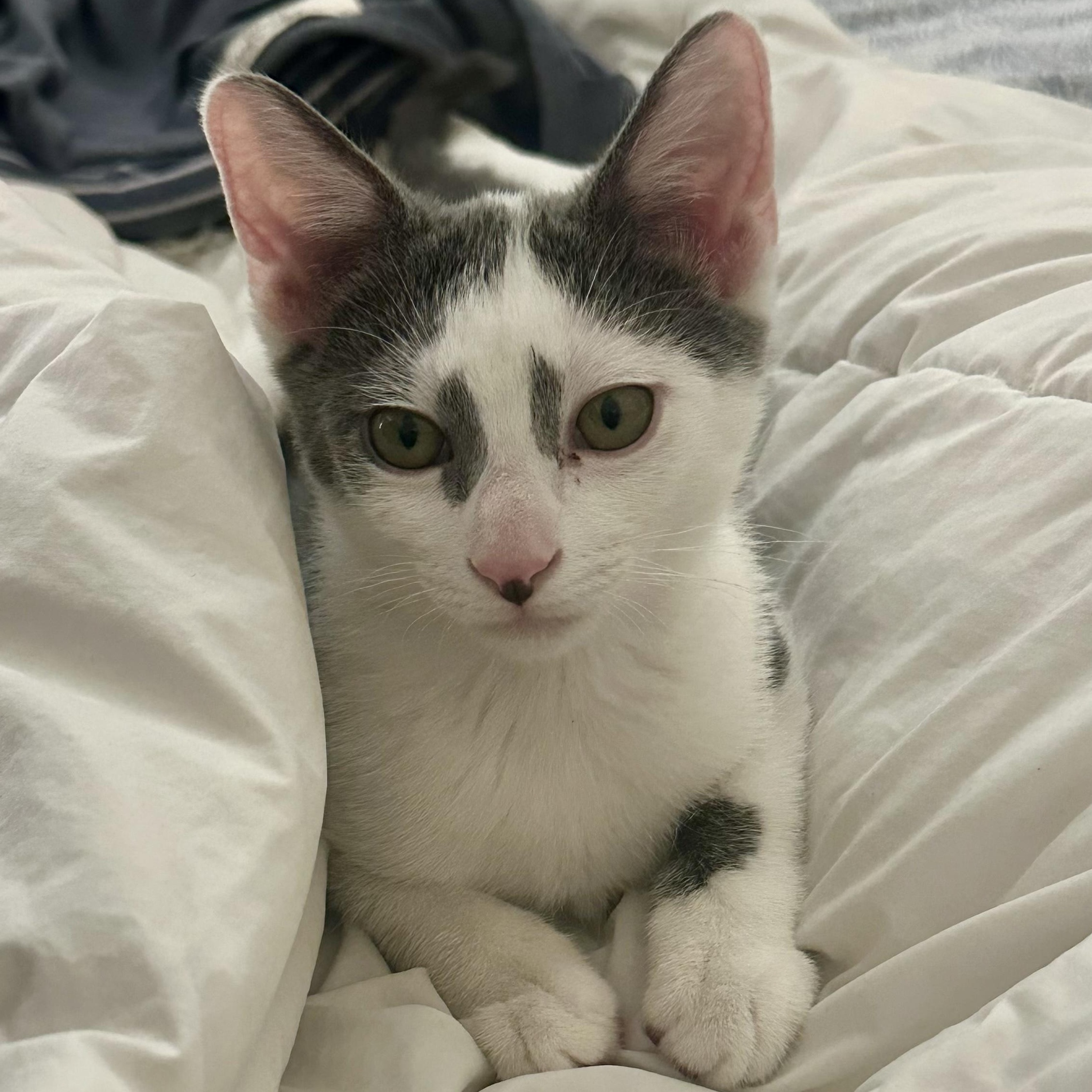 Jamie, Adopted, Kitten Male American Shorthair.