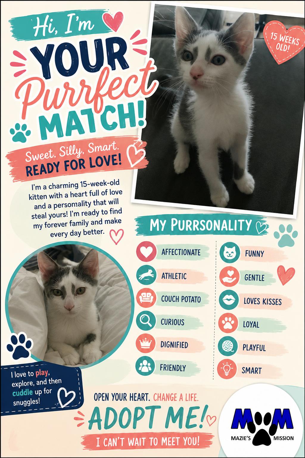 Enlarge Jamie, a Adopted mixed breed in Plano, TX image 5/5