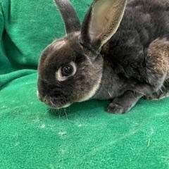Wrangler, Adoptable, Adult Male Mini Rex.