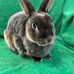 Enlarge Wrangler, a Adoptable Mini Rex in Haltom City, TX image 2/2