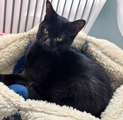 Rebel, Adoptable, Young Male Domestic Short Hair & Domestic Short Hair.