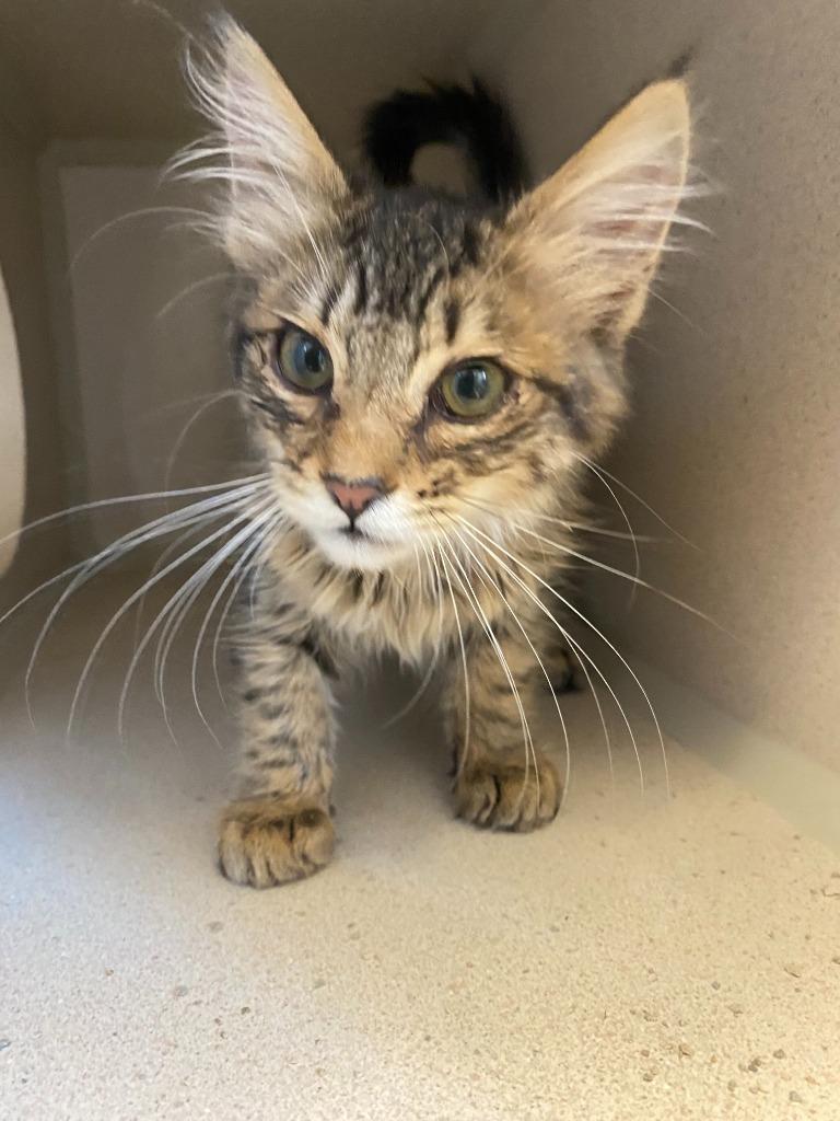 Enlarge Peach, a Adoptable Domestic Medium Hair in Chino Valley, AZ image 1/2