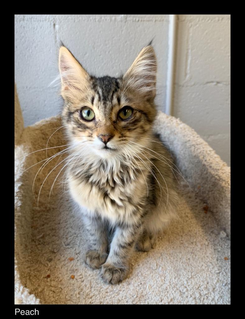 Peach, a Adopted mixed breed in Chino Valley, AZ image 2/2