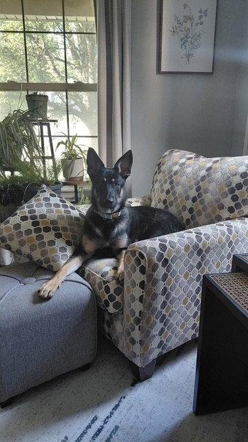 Phoebe, Adoptable, Puppy Female German Shepherd Dog & Great Pyrenees.