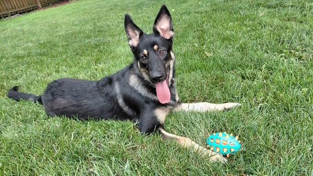 Phoebe, a Adoptable mixed breed in Fort Wayne, IN image 3/3