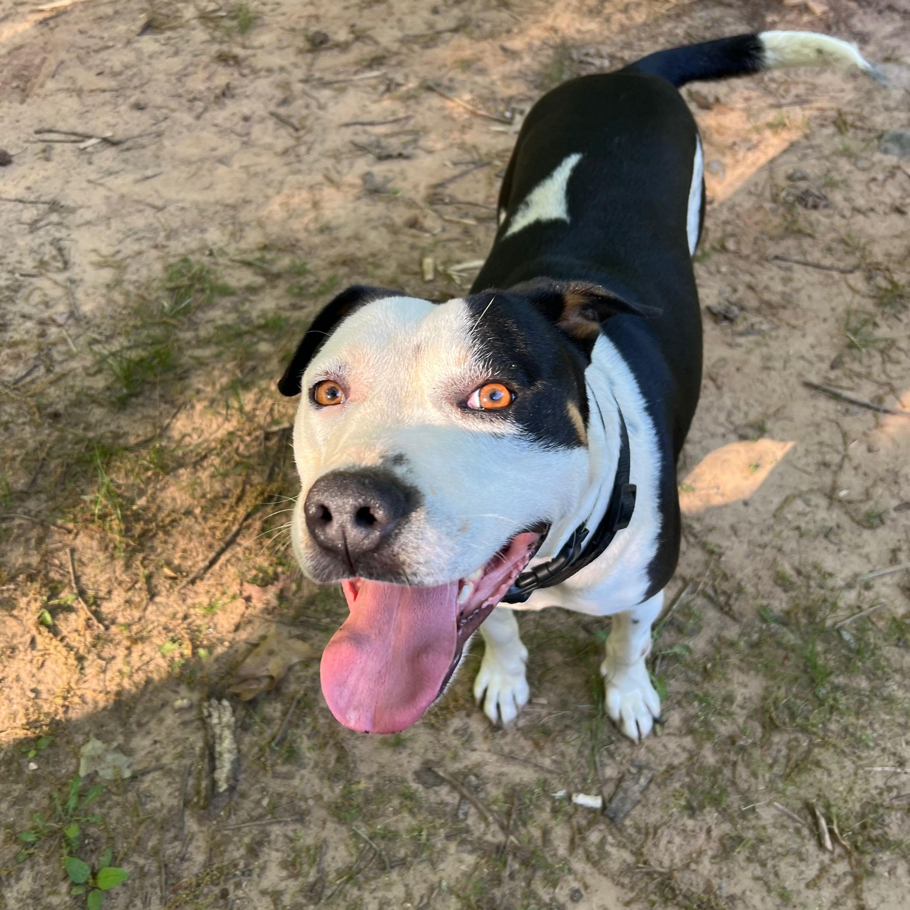 Montana, an adoptable American Staffordshire Terrier in Raleigh, NC, 27609 | Photo Image 4