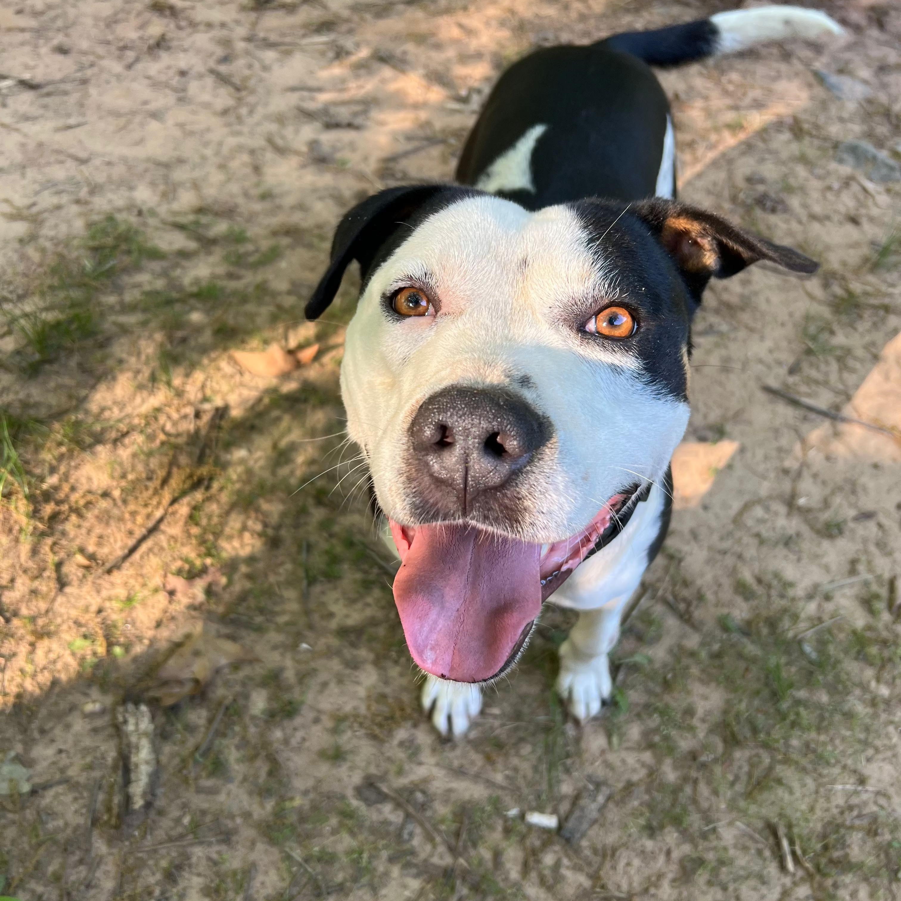 Montana, an adoptable American Staffordshire Terrier in Raleigh, NC, 27609 | Photo Image 5