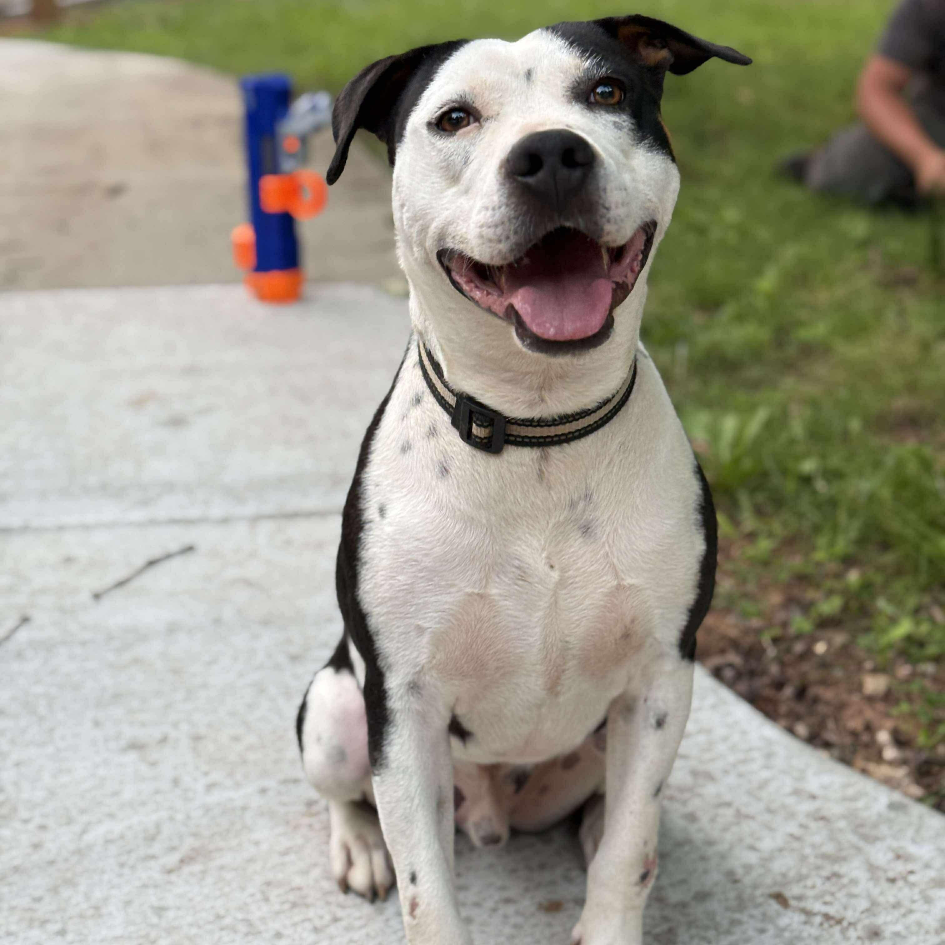 Montana, an adoptable American Staffordshire Terrier in Raleigh, NC, 27609 | Photo Image 3