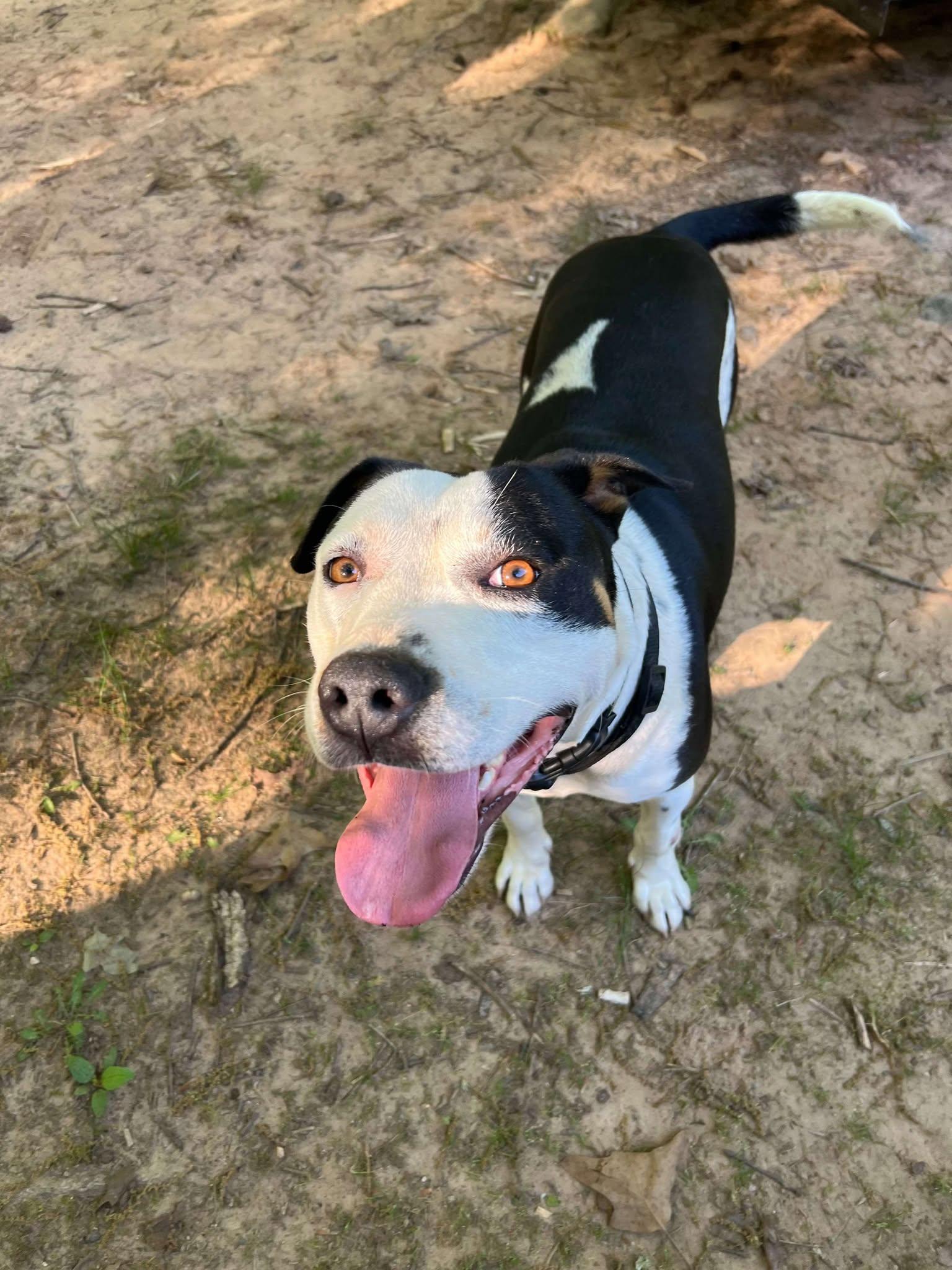 Montana, Adoptable, Young Male American Staffordshire Terrier.