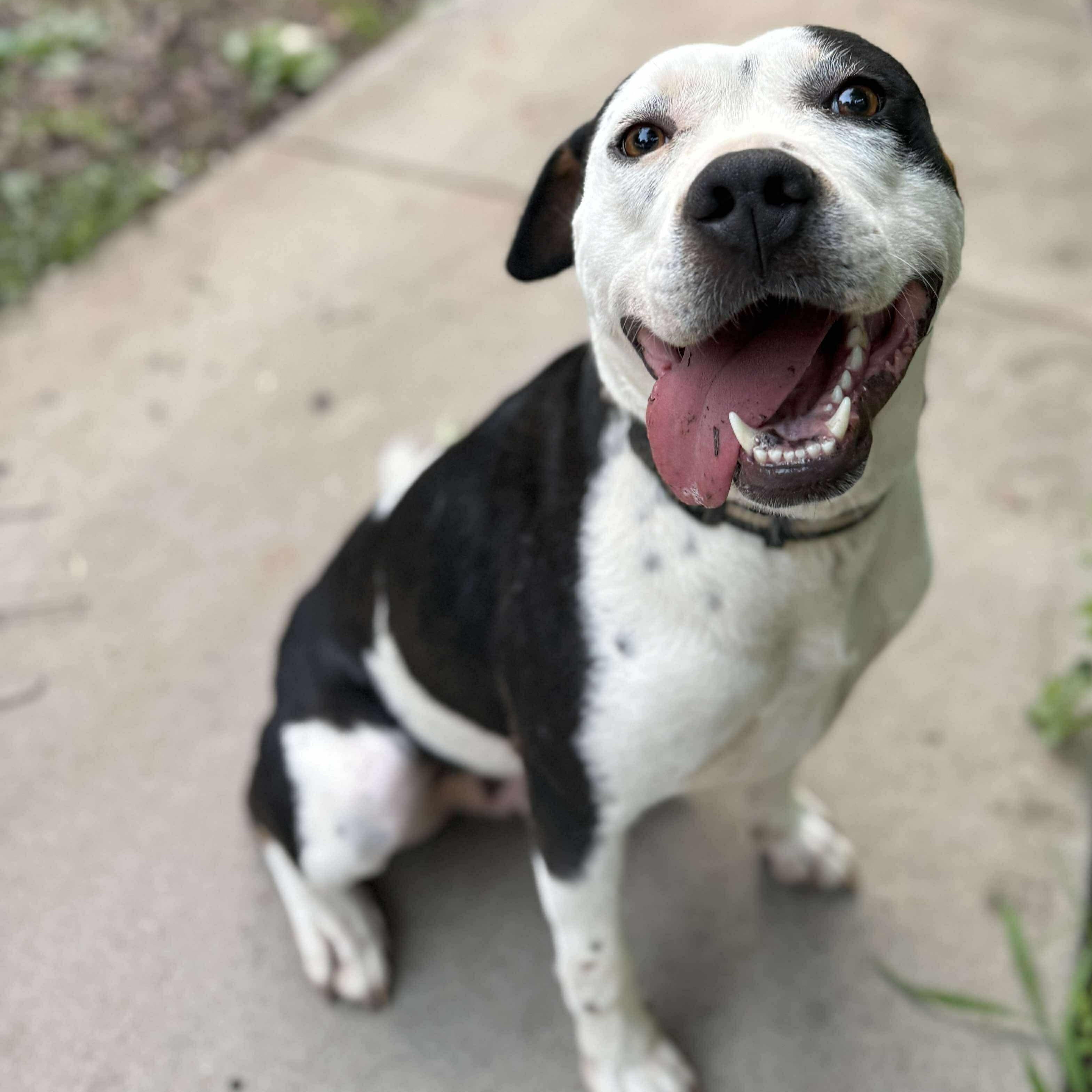 Montana, an adoptable American Staffordshire Terrier in Raleigh, NC, 27609 | Photo Image 1