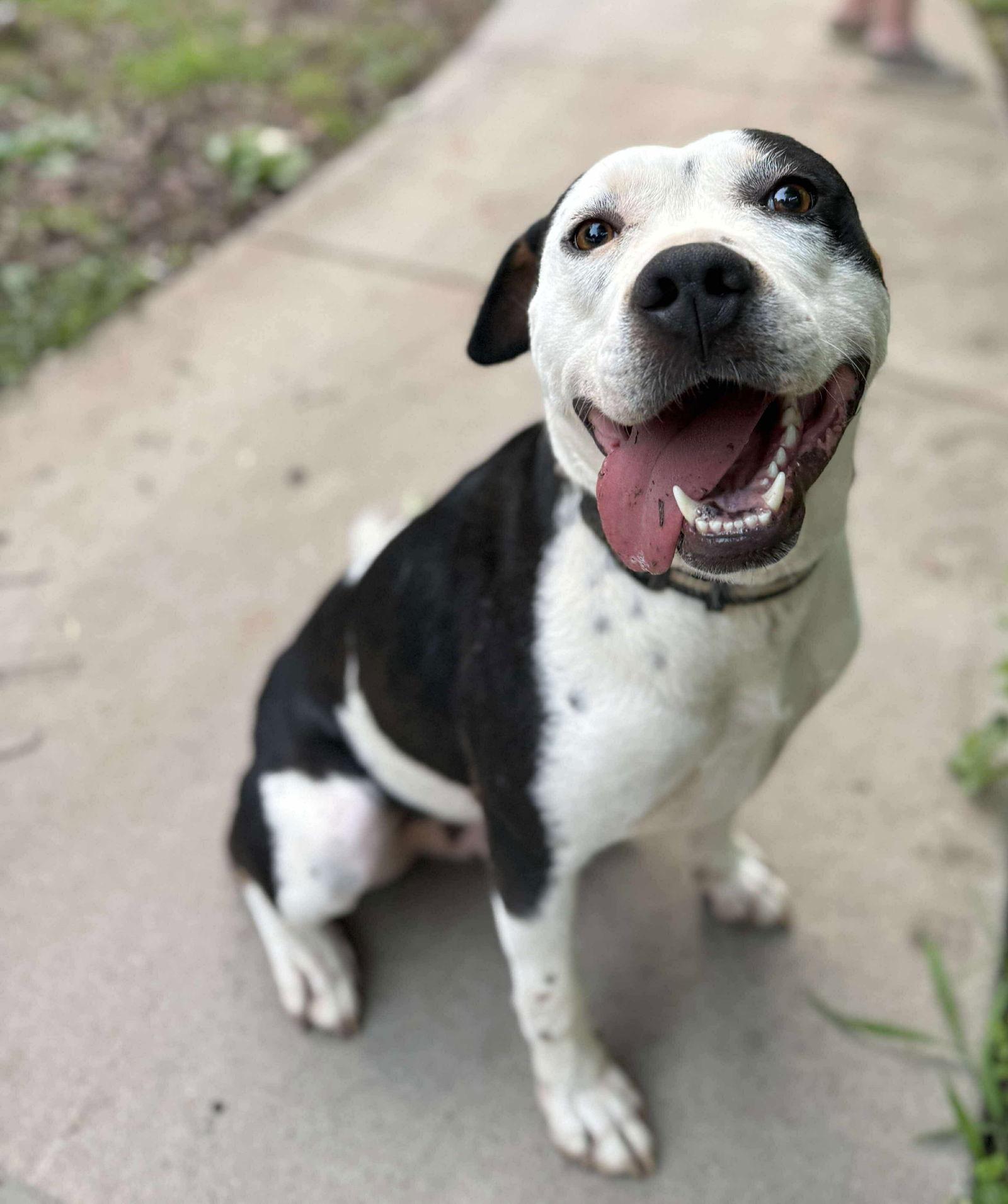 Montana, a Adoptable American Staffordshire Terrier in Charlotte, NC image 3/3